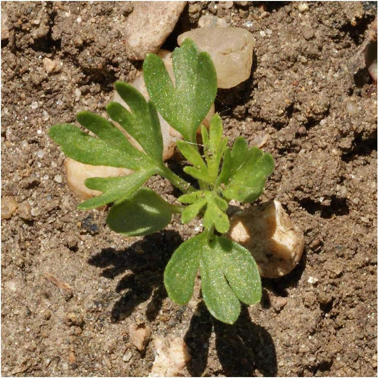 Everwilde Farms - 1 Lb Rocket Larkspur Mix Wildflower Seeds - Gold Vault