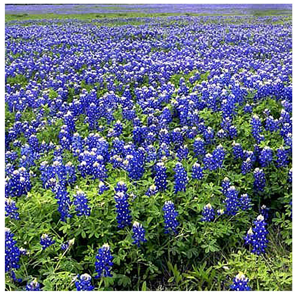 Marde Ross Texas Bluebonnets Seeds