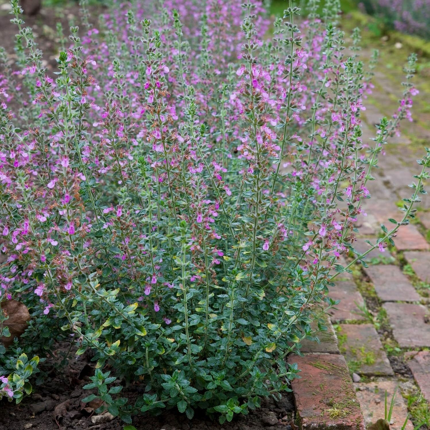 Plant Theory 9cm Pot Teucrium Lucidrys Hedge Germander Perennial