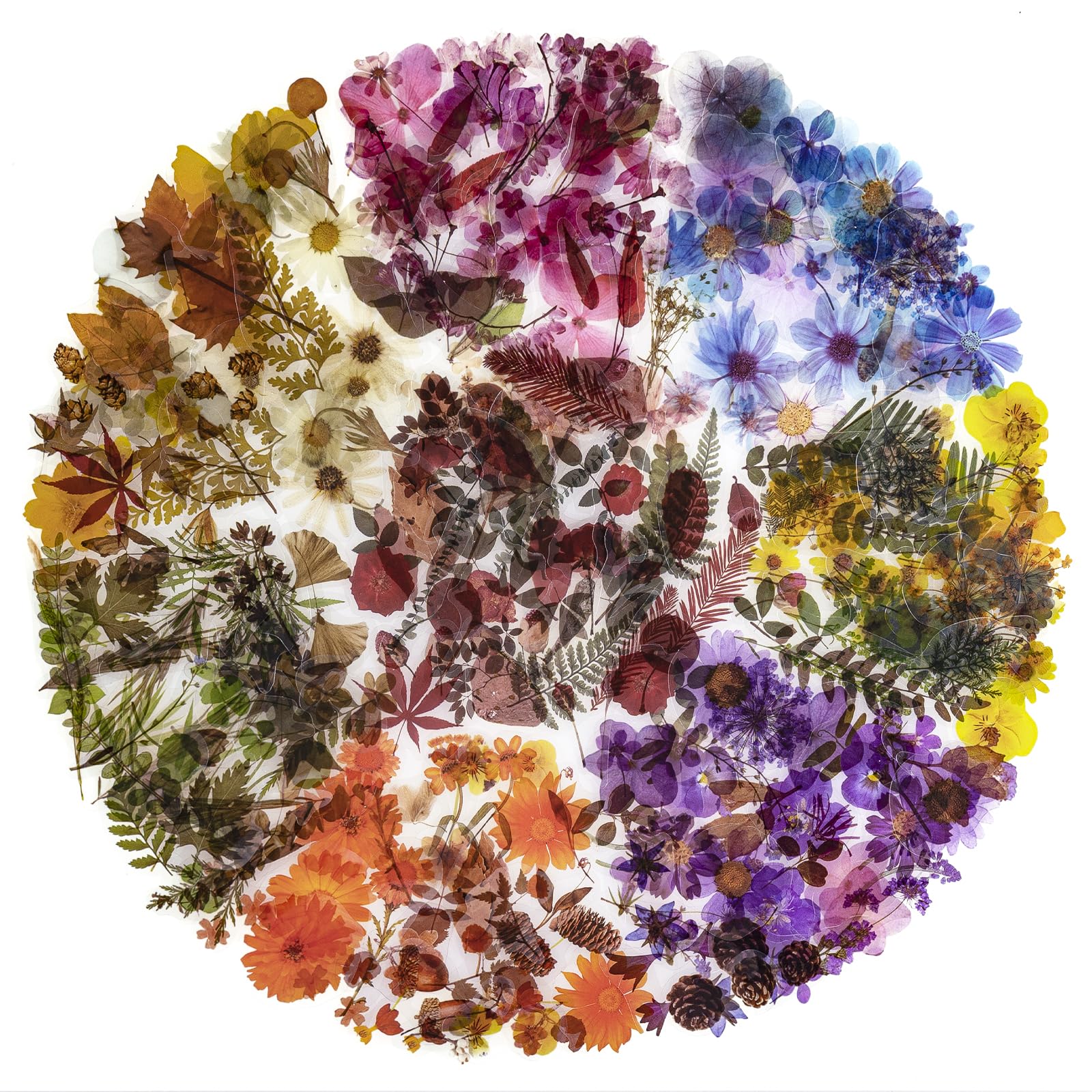Autocollants décoratifs PET Plant D NogaMoga pour scrapbooking et journal