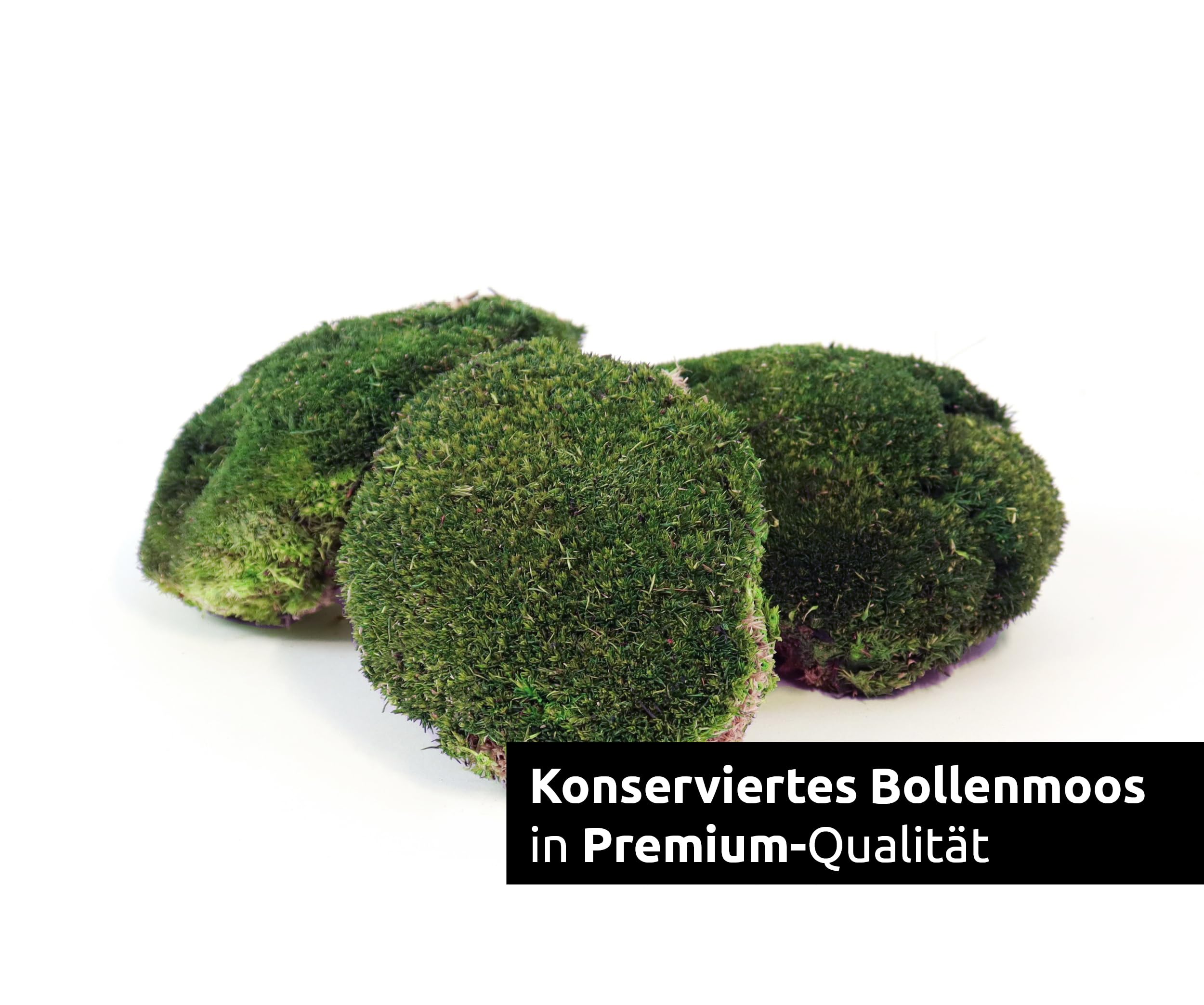 Bollenmoos konserviert für Moosbilder Dekomoos Kugelmoos Premium Qualität Dunkelgrün, Artikelgewicht: 0.25
