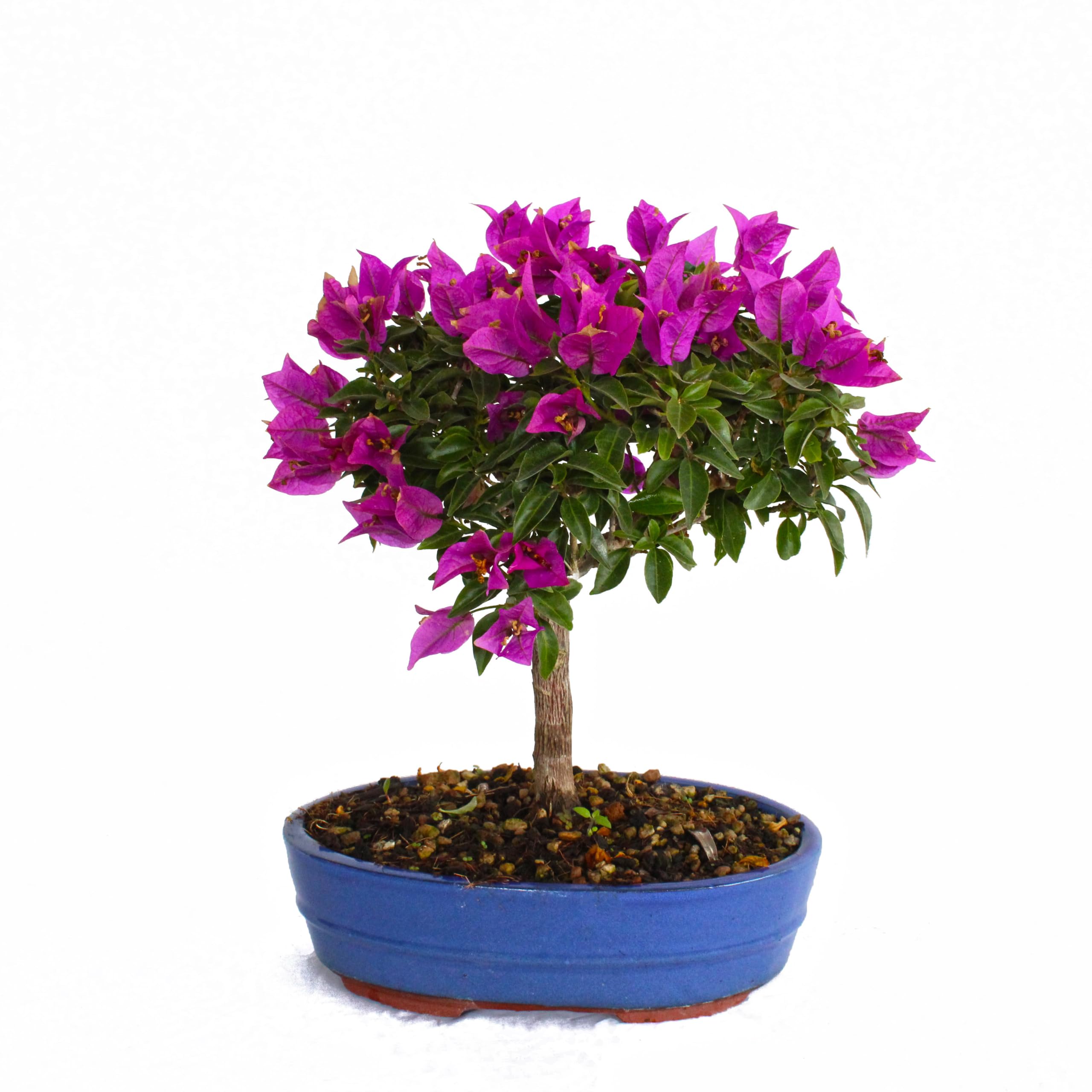 KENTIS - Bonsaï Bougainvillier - Bougainvillea Sanderiana Bonsai Plante Naturelle Exterieur Jardin - Plantes Fleuries Balcon Terrasse - H 30/40 cm Pot 26 cm