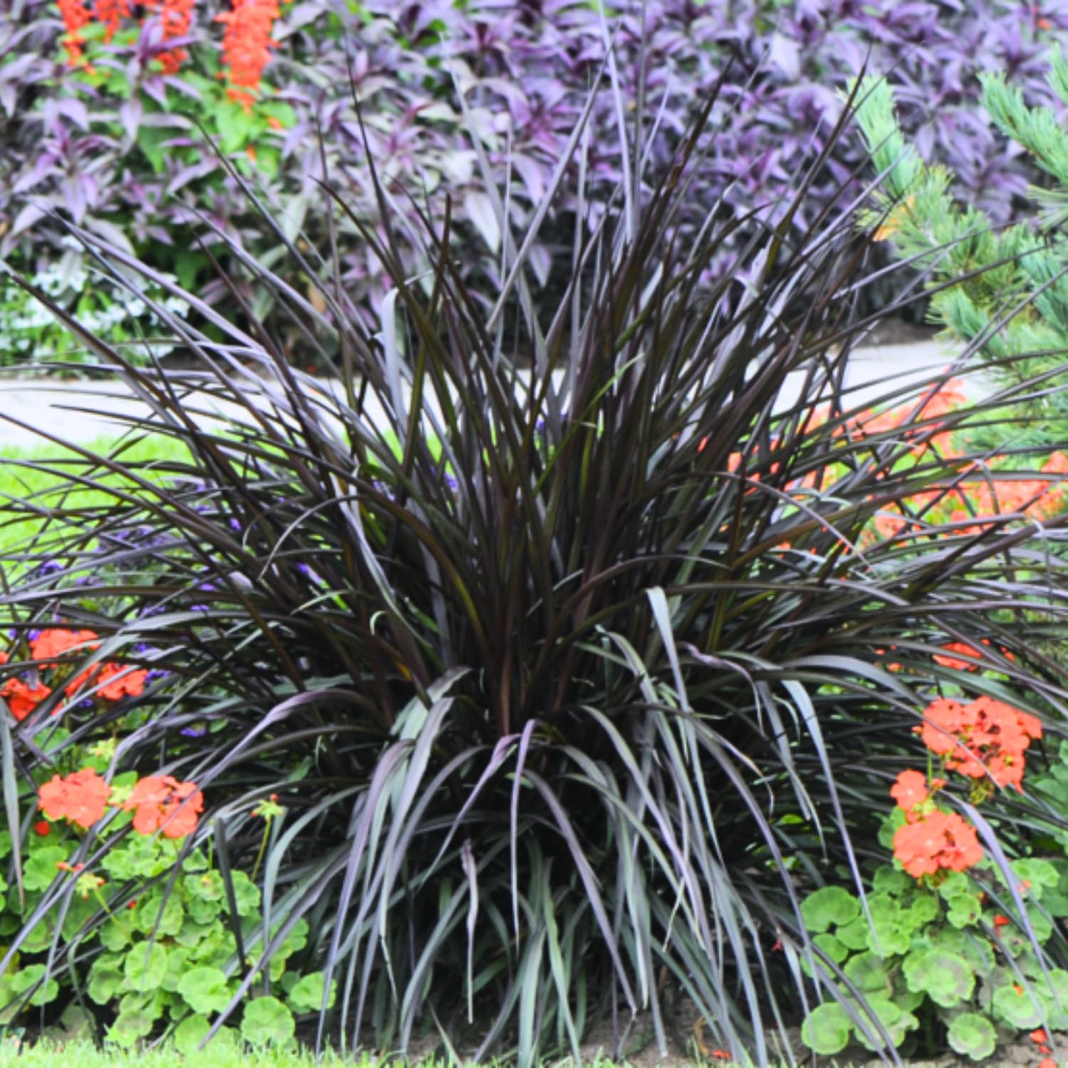 Amazon.com : 1 Black Fountain Grass Plant Live for Planting