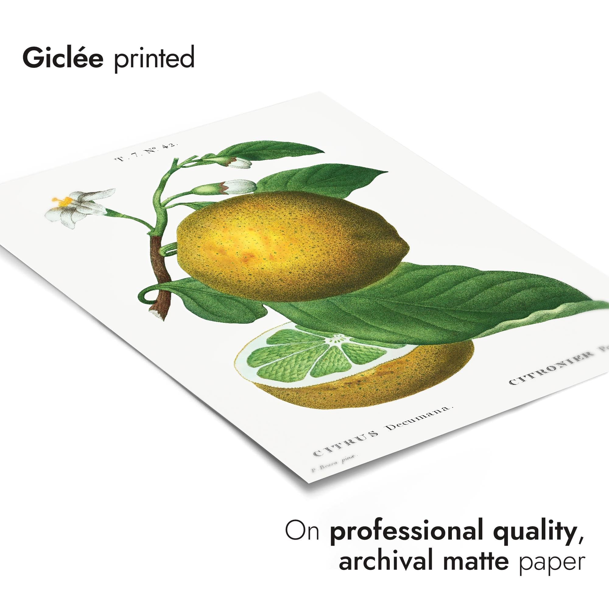 Grapefruit von Pierre-Joseph Redouté, Vintage-Kunstdruck, botanischer Illustrationsdruck, Obst-Thema, Wandkunst-Dekor, Poster für Sammler, archivarisch, matt, A2 (gerahmt), 59,4 x 42 cm