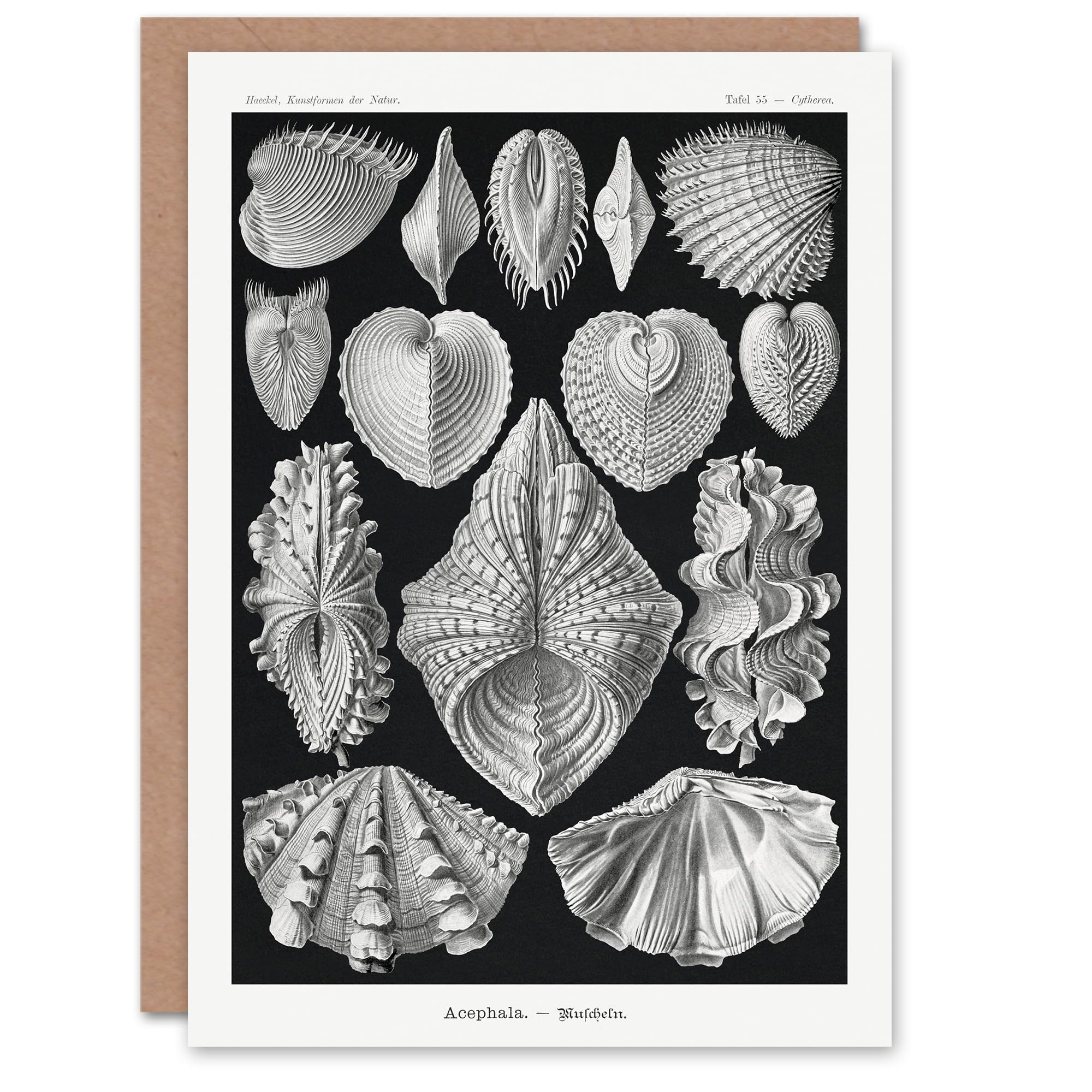 Artery8 Ernst Haeckel Art Card Acephala Mollusks Clams Oysters