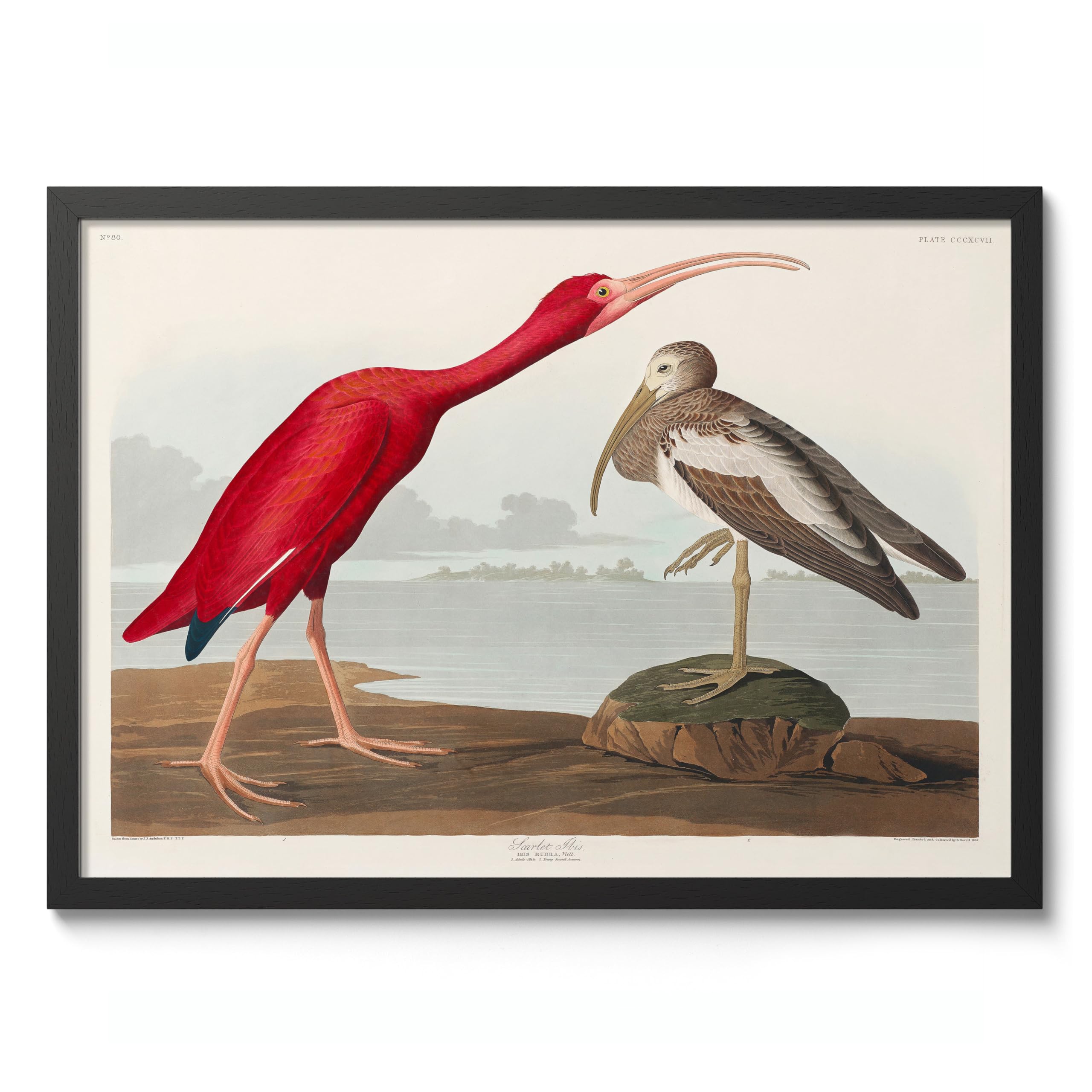 Scarlett Ibis Poster John James Audubon Vintage Bird Illustration Antique Print Ornithology Art, Archival Matte, A5 (Black Frame) - 21x14.8cm โ image 1