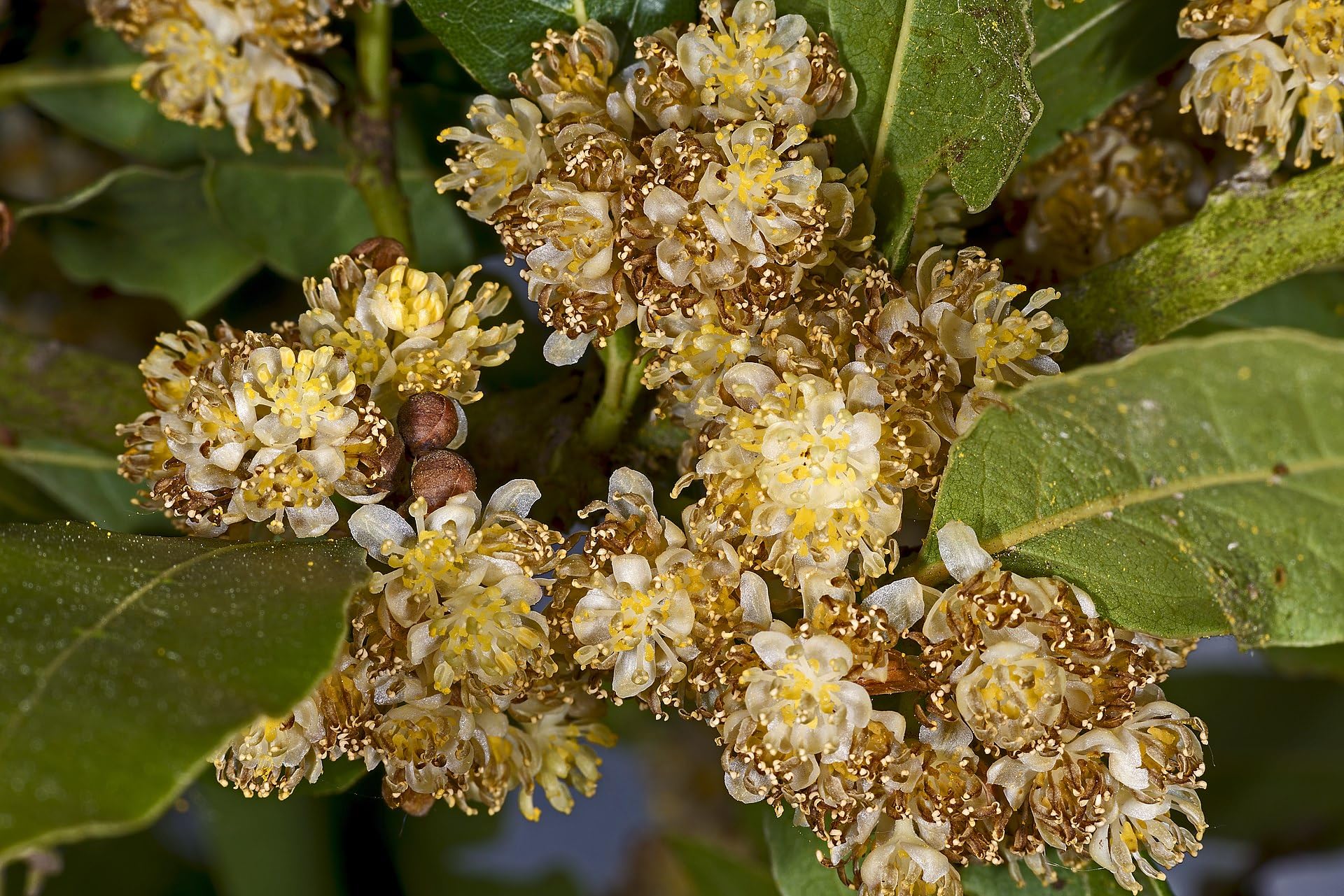 10 Graines de Laurier (Laurus nobilis)