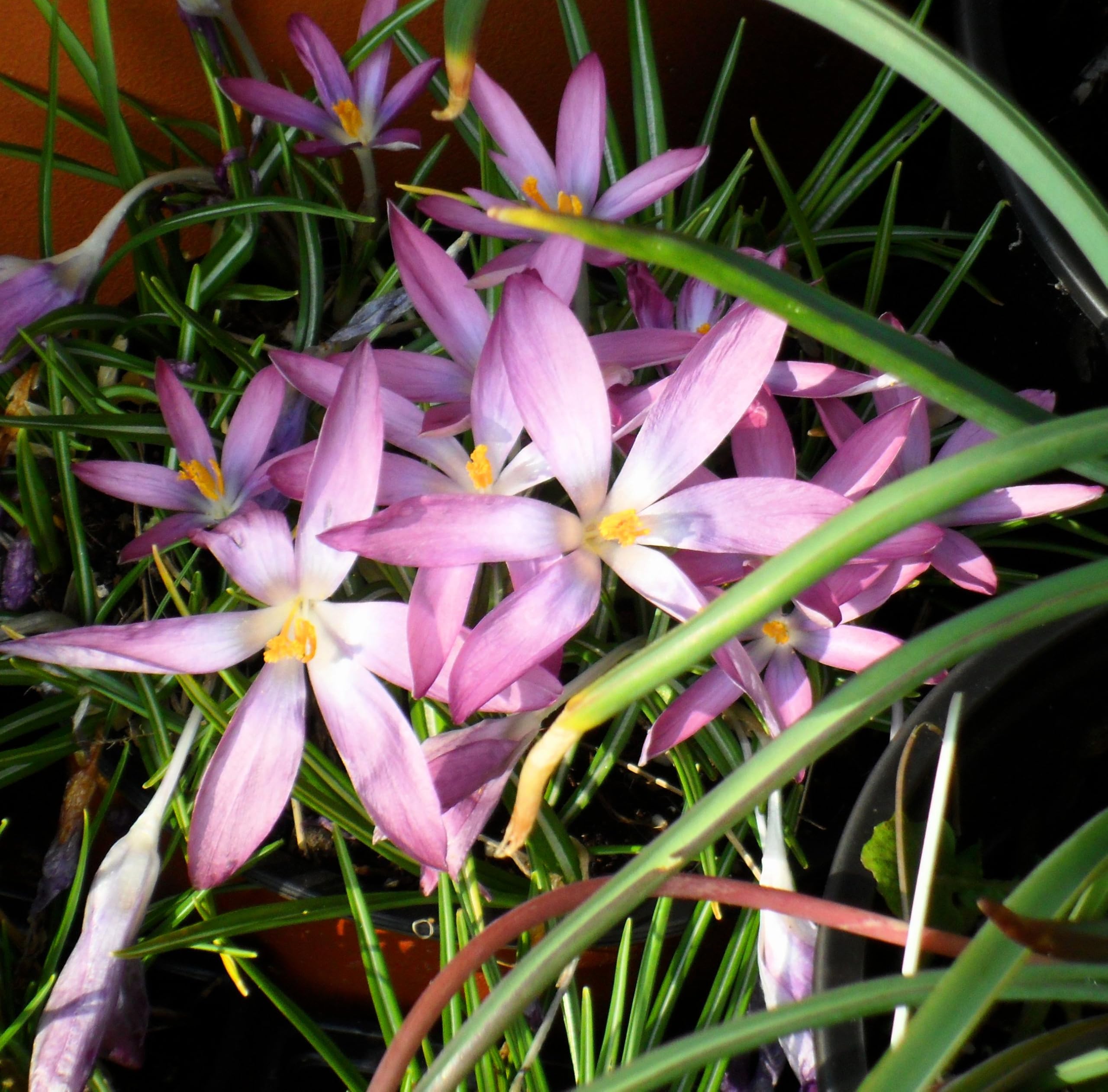 Lincolnshire Pond Plants Ltd - Allium Eros Plant Bulb x5 — view 26