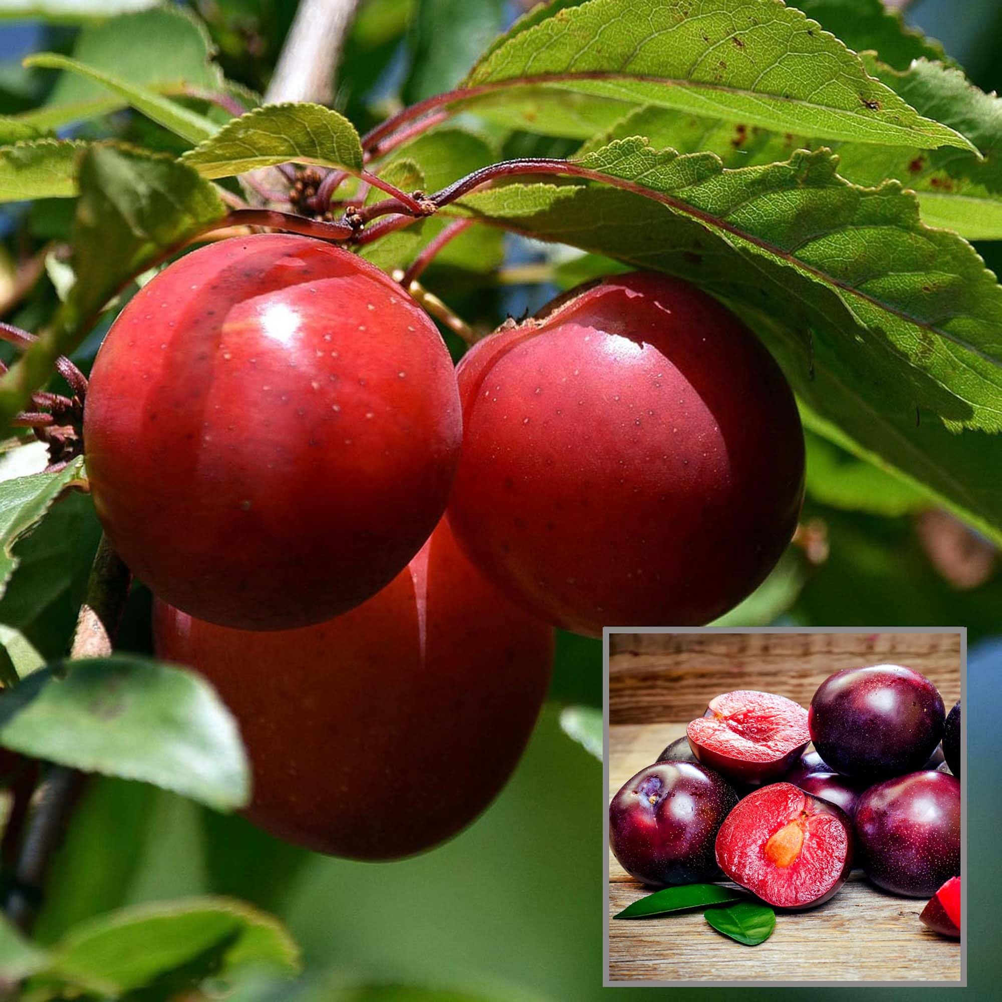 TAPOBON Red Plum Aloo Bukhara Layering/Grafted Fruit Live Plant (1.5-3 Feet Height) (B0CLXD5Q8F) Amazon Price History, Amazon Price Tracker