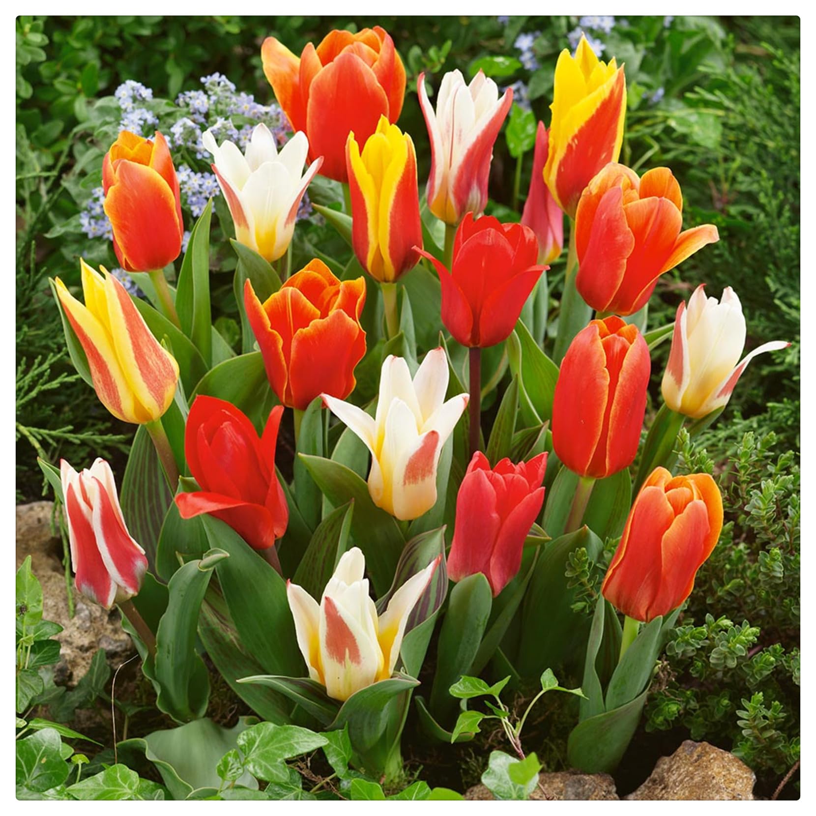 Wedding Flowers, Easy Plant, Tulip Bulbs-Hardy, That Grow Fast, Golden Jade Carving, Strong Plants, 10bulbs-k