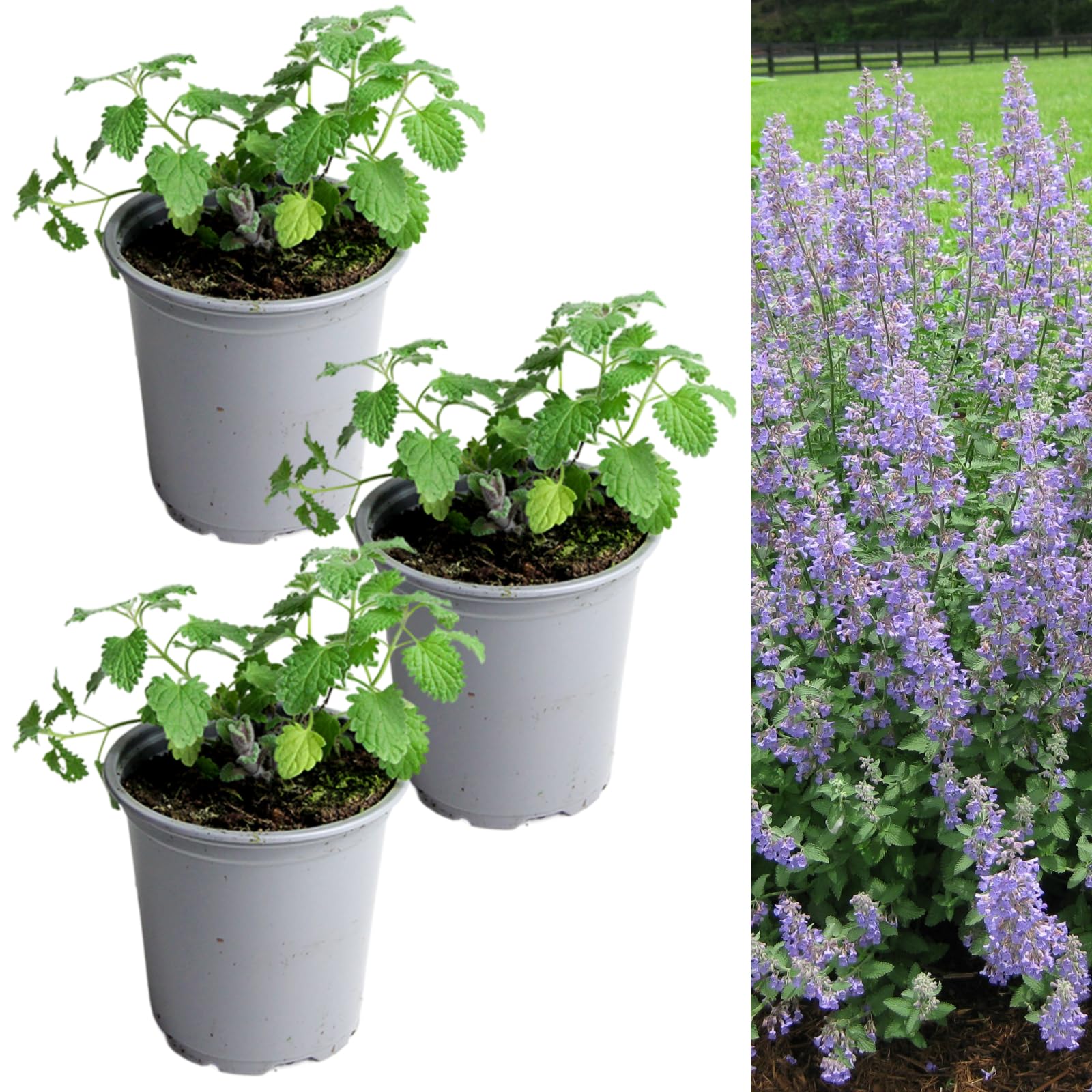 Carbeth Plants - Catmint Herb Plant in 9cm Pot - Garden Ready Evergreen Nepeta Herbaceous Perennial Shrub - Aromatic Easy to Grow Outdoor Plant - Ideal for Growing in Beds, Borders and Pots (3 Plants)