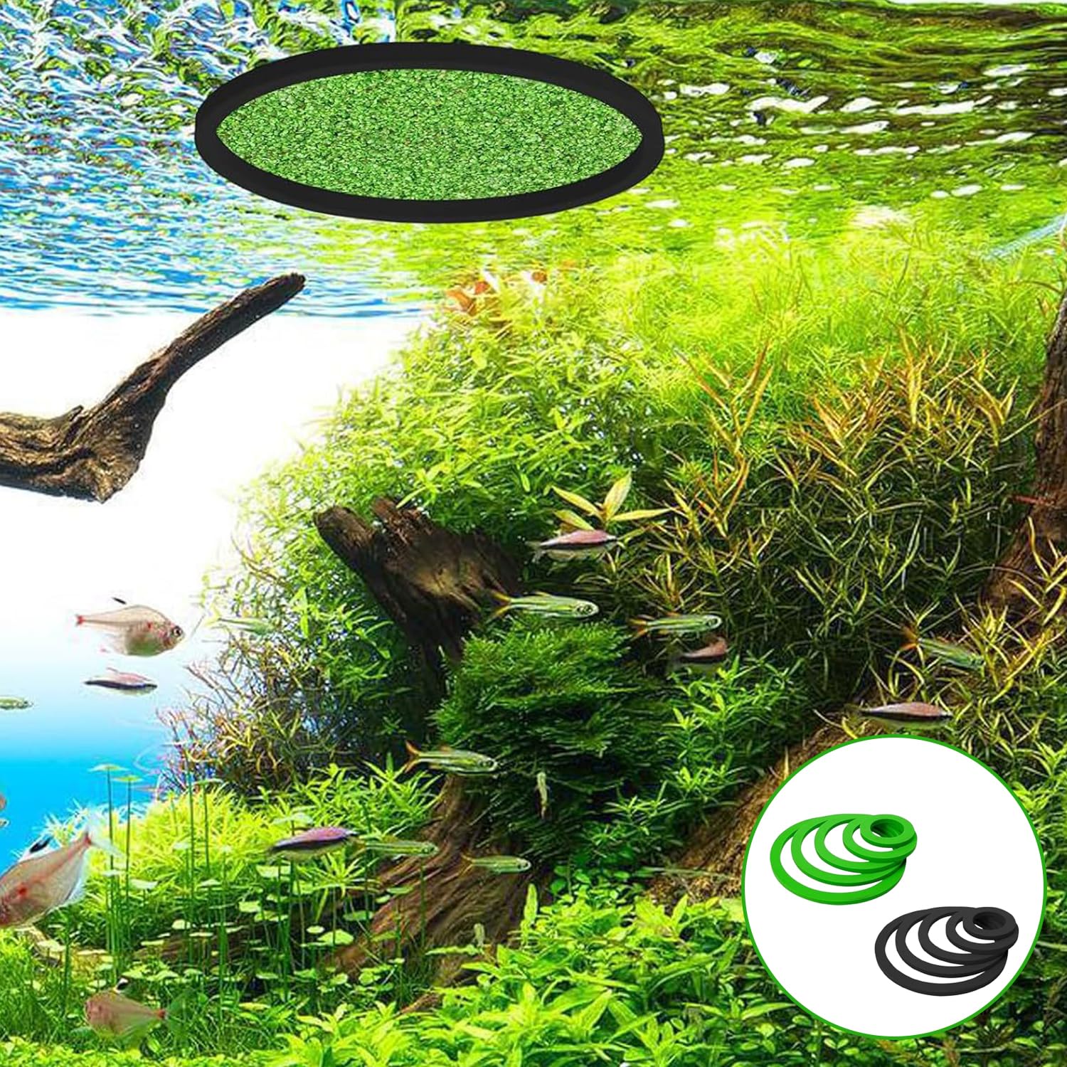 Anelli Di Piante Galleggianti 10 Pezzi, Anello Galleggiante Rotondo Per Acquario, Recinto Per Piante Galleggianti Per Pesci Rossi Tartarughe Nero e Verde