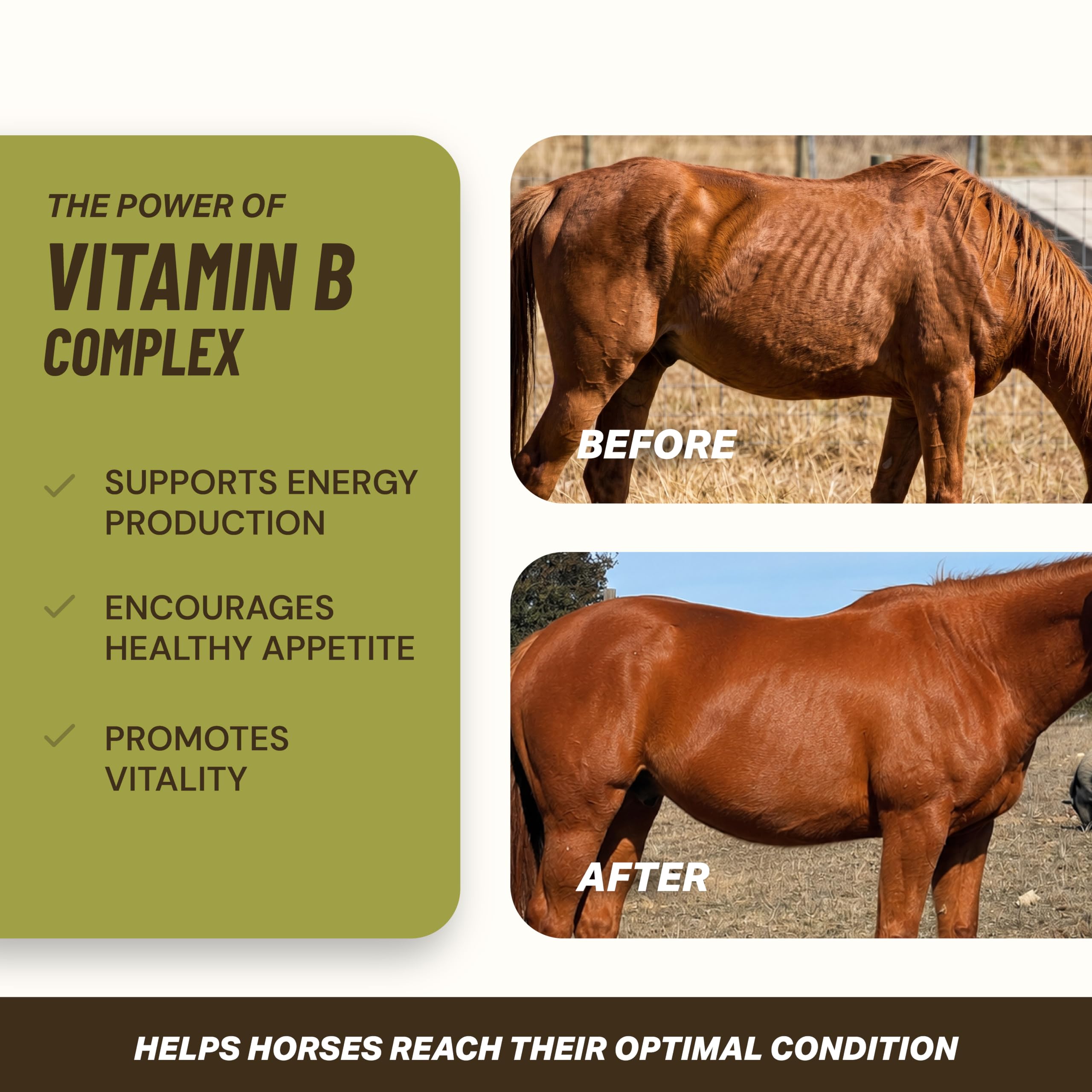VITA-Rich B-Complex for Horses Iron Horse Supplement 1 Gallon — Amazon image 3