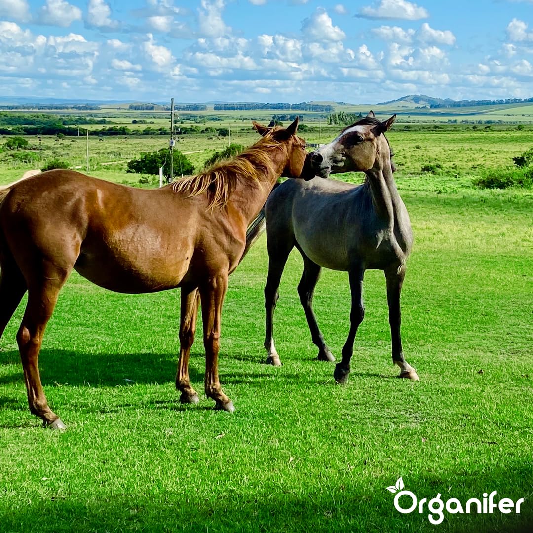 Semi Di Erba Per Paddock - 300kg = 15000m2 | Miscela Per Pascolo E Paddock - Erba Densa E Robusta - Povera Di Fruttani - Ricca Di Nutrienti - Organifer