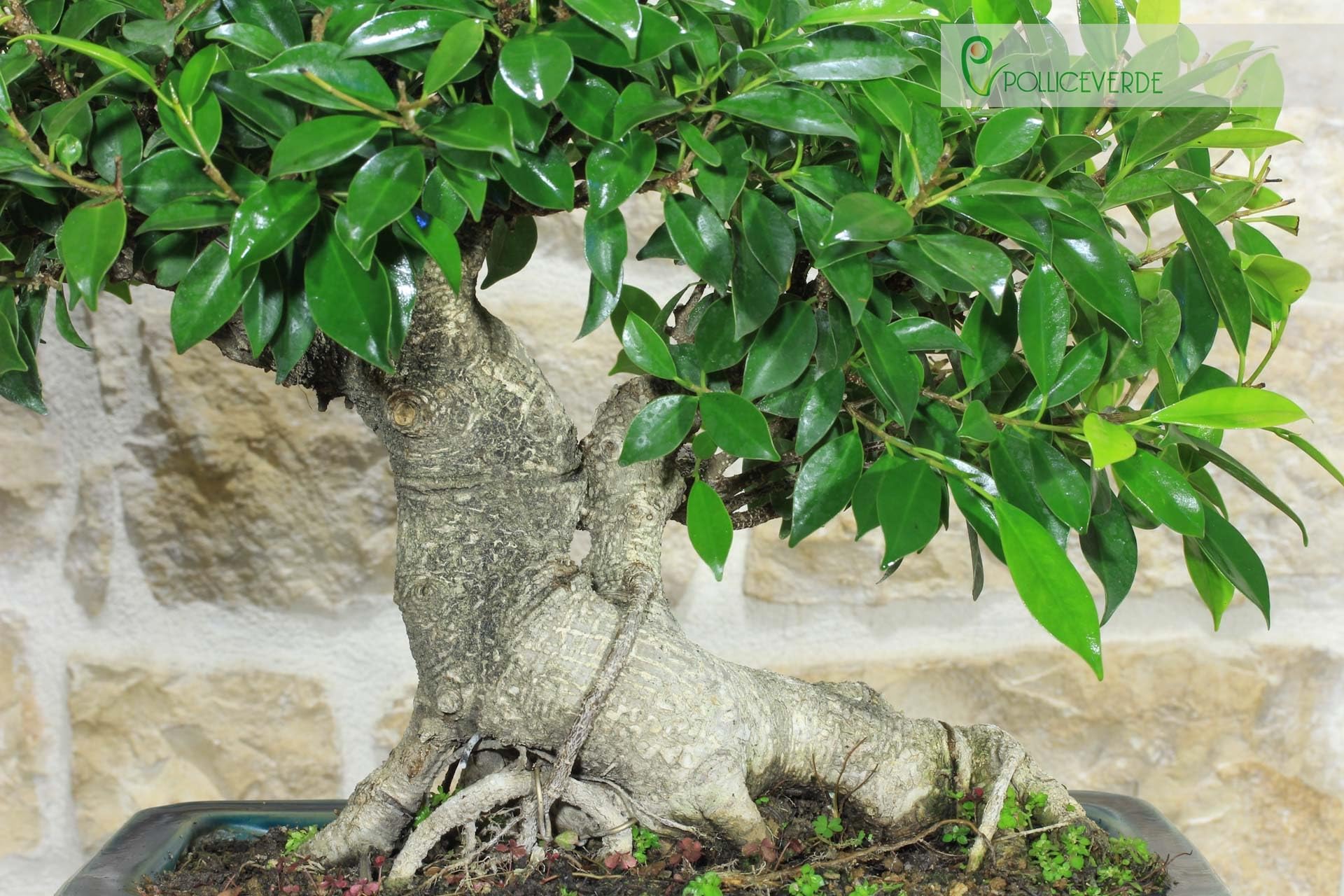 Bonsai di Ficus Retusa (162)