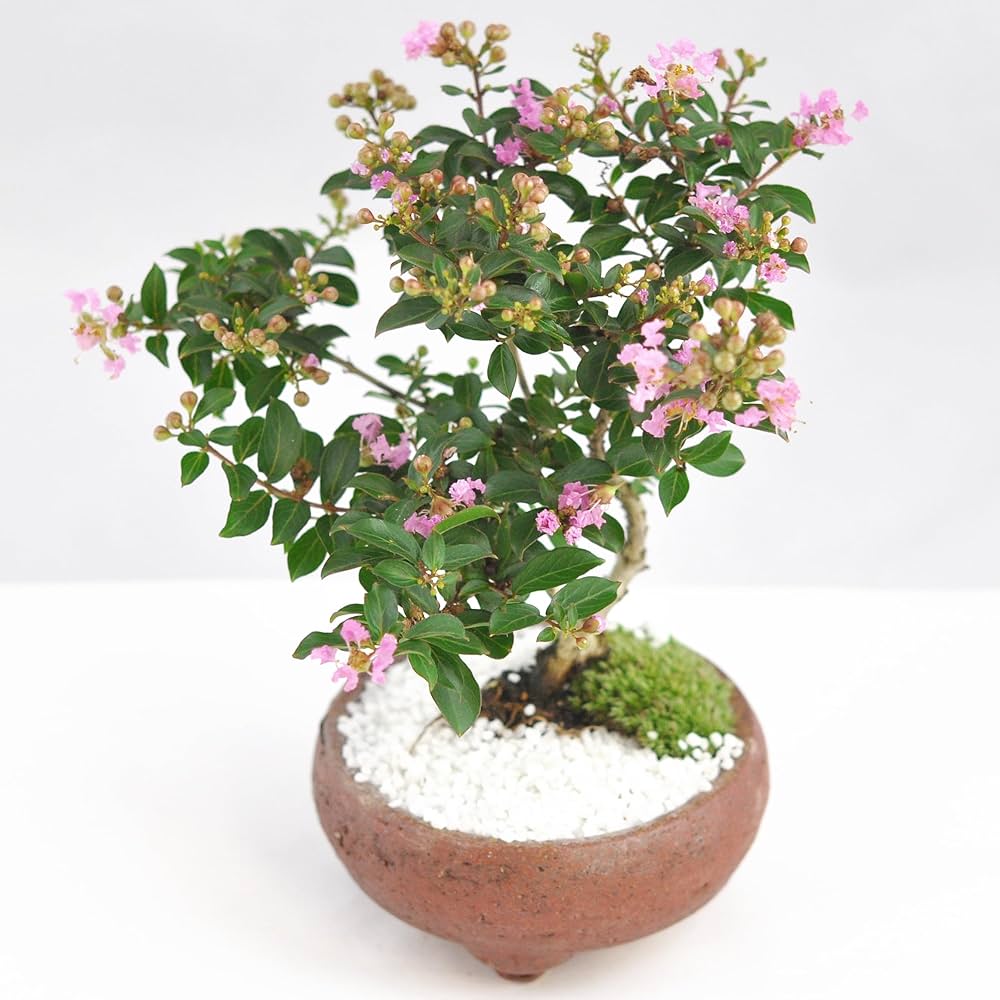 盆栽 サルナシ 樹高鉢底より約40cm 盆栽 サルナシ 樹高鉢底より約40cm