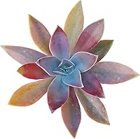 Vista 8 de Euphorbia Monstrose - Planta de interior de 2 pulgadas, suculenta saludable, rara e inusual, viva y de fácil cuidado, totalmente enraizada