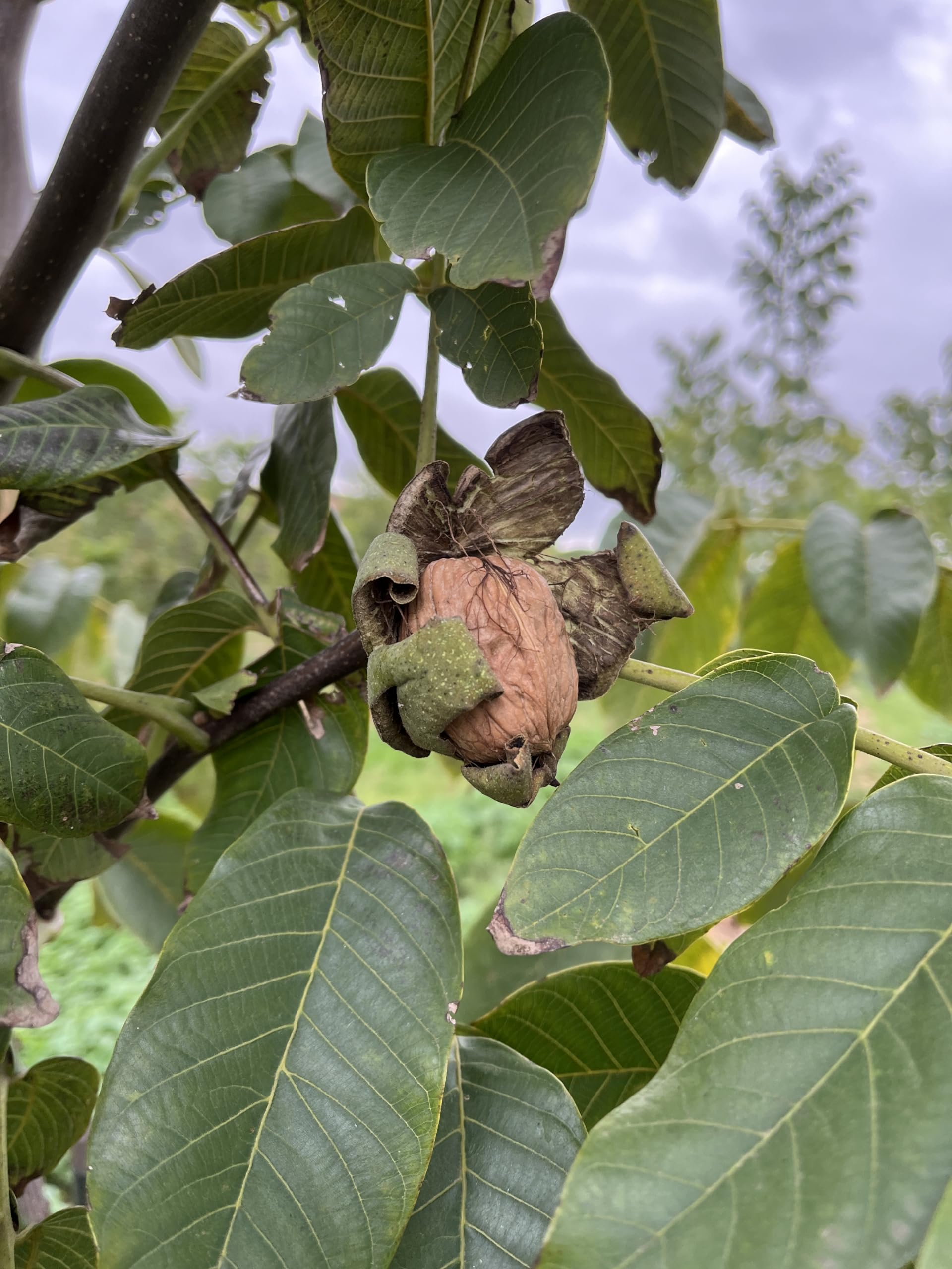 [SOTOBLANCO] Nueces Naturales Seleccionadas de la Vega del Henares
