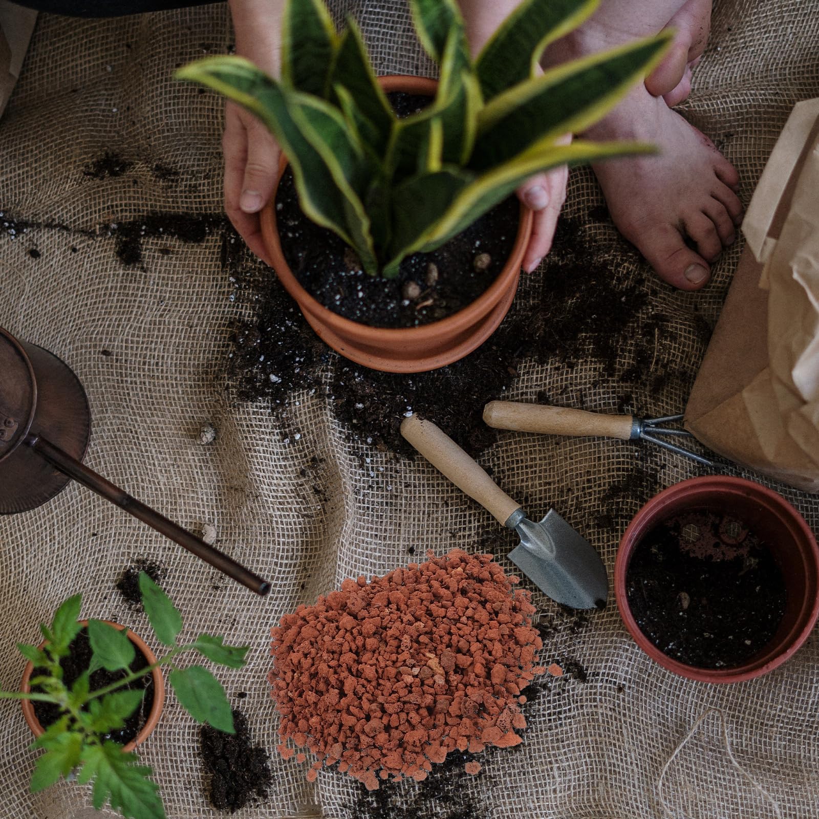 Veemoon Volcaniques Naturelles Marron pour Aquarium et Succulentes, Décoration Sûre Surface Naturelle, pour Remplissage de Vases et Pelouses