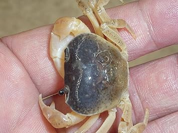 Amazon 珍 白サワガニ 産地 千葉 名生園 こだわりの生体をお届けします 名生園 観賞魚 水中生物 通販