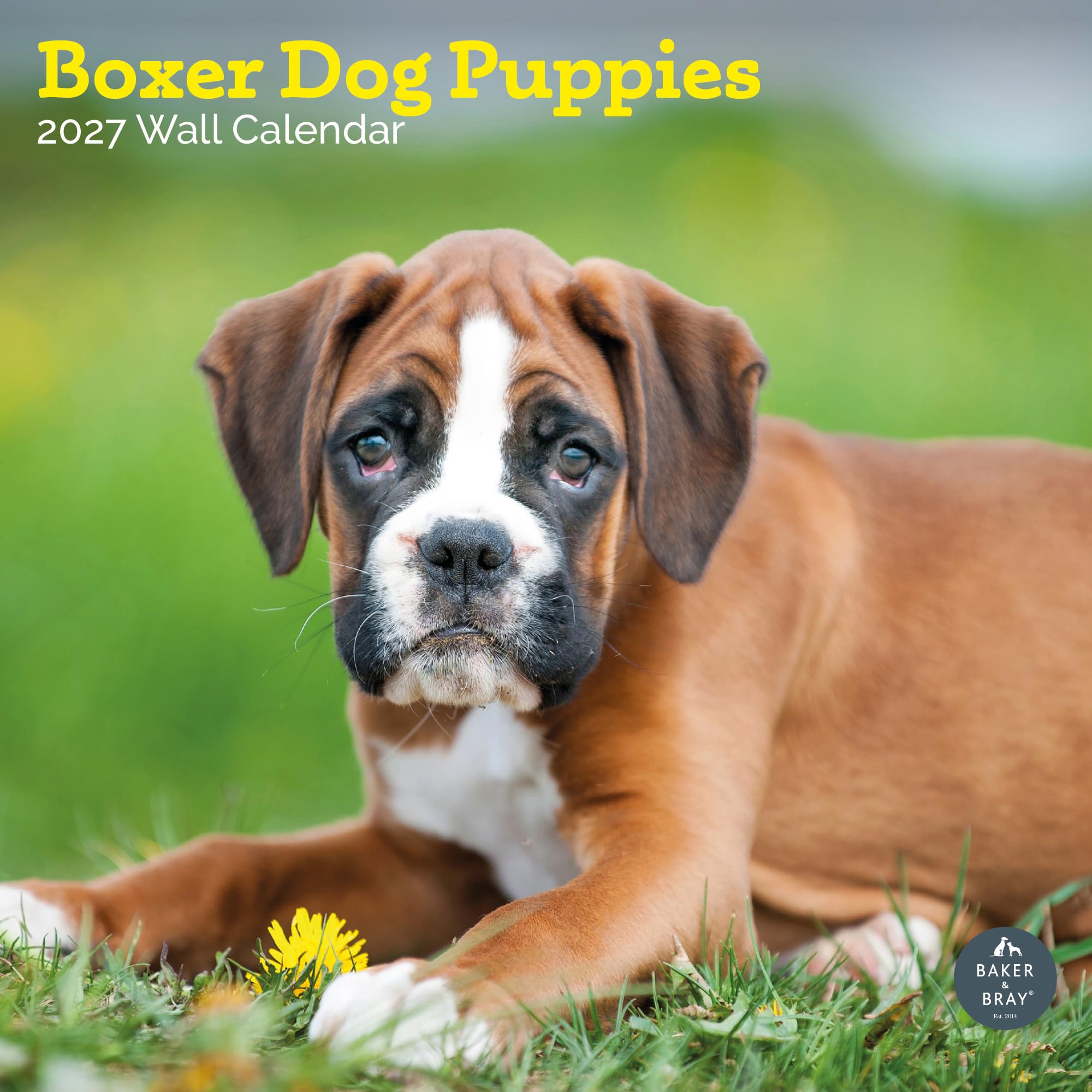 Baker and Bray Boxer Dog Puppies Calendar 2027, Large
