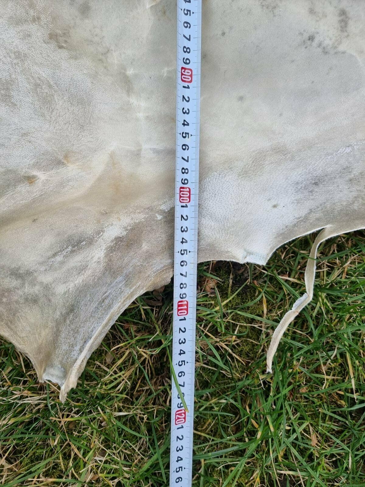 Echte Rohhaut Pergament Rohleder Ritter Schild Trommelleder