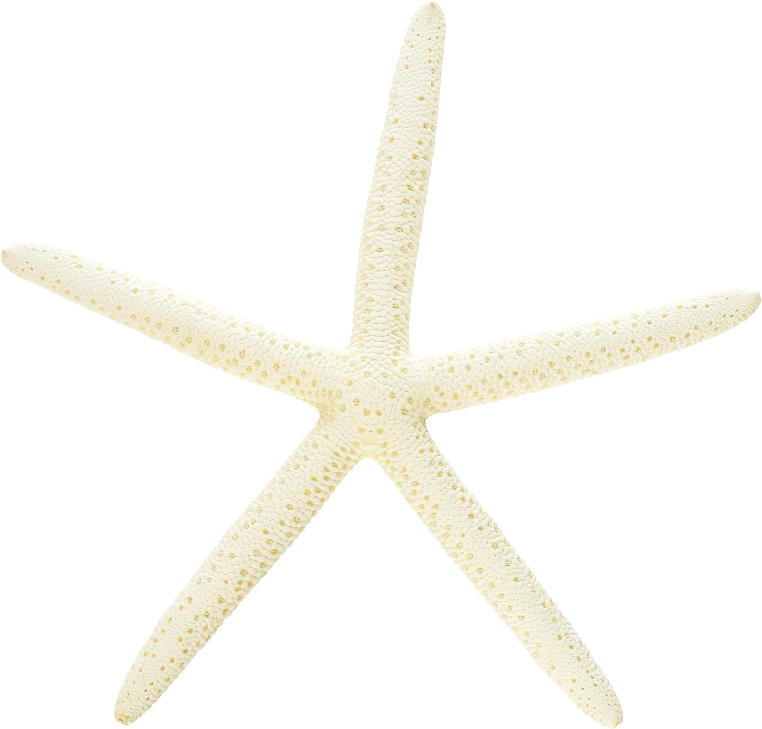 Hinterland Trading 10 White Linkia Starfish Wedding Decor 3"-5"