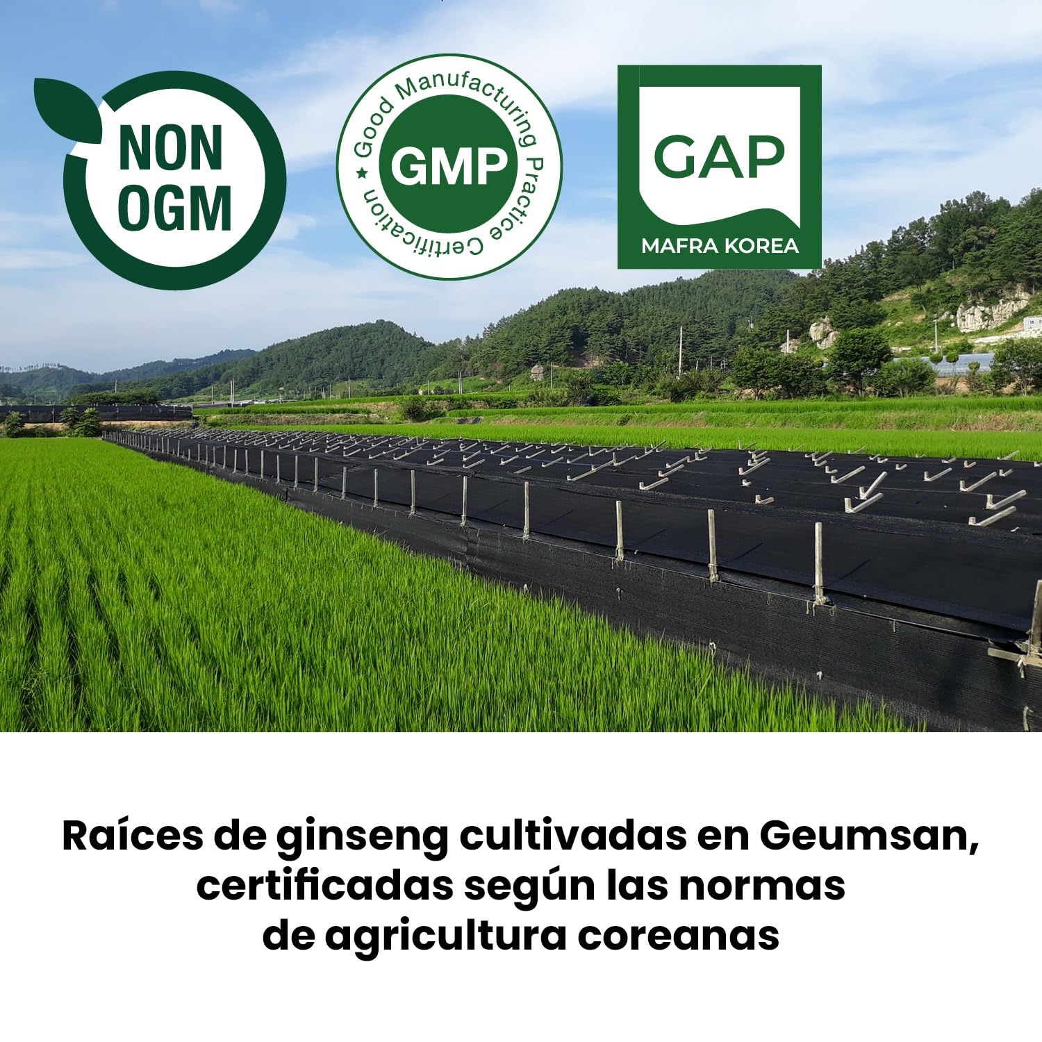 SAMSIDAE - Extracto Gold de Ginseng Rojo Coreano, Máxima Concentración en Ginsenósidos 13 mg/g, Raíces de 6 Años, 8 Meses, 240g