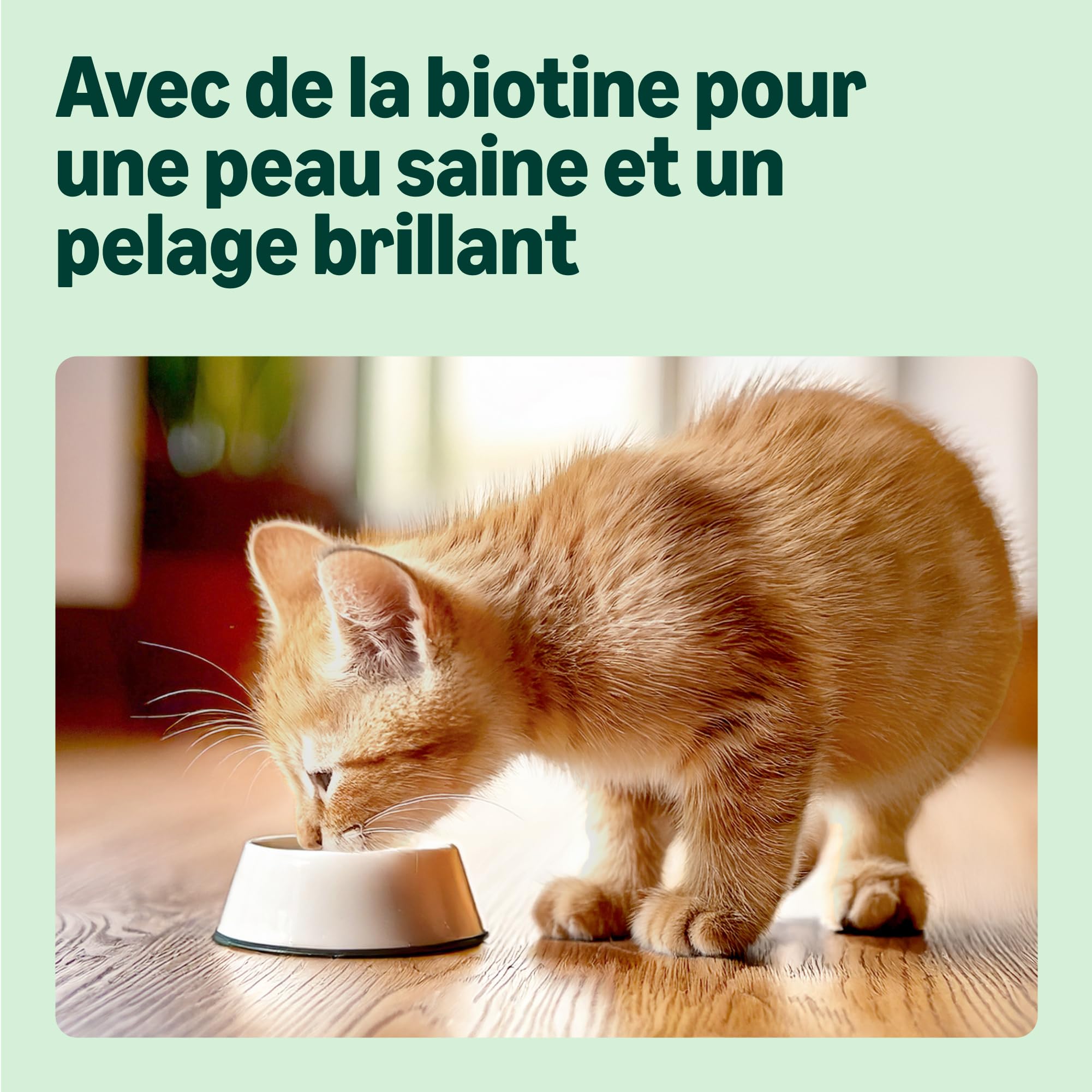 by Amazon Aliment complet pour chatons, Sélection mixte de produits en gelée, 1.2kg (12 sachets de 100g)