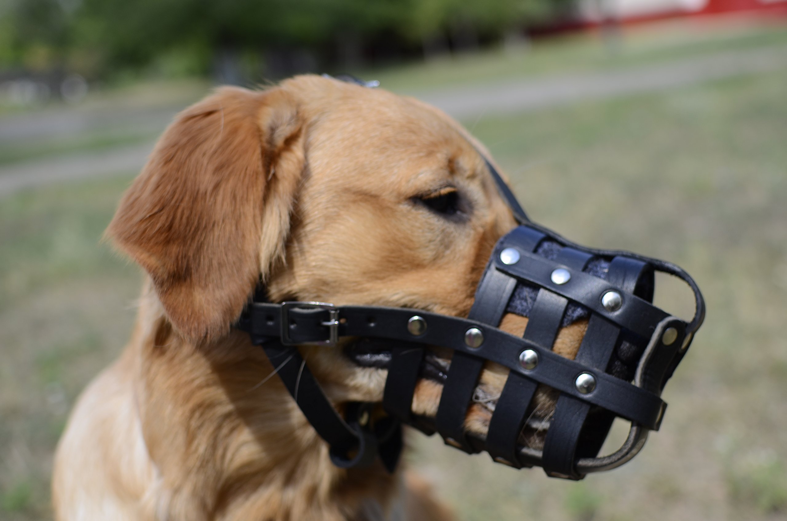 Amazon | 犬 口輪 大型犬 ラブラドール・レトリバー、ゴールデン