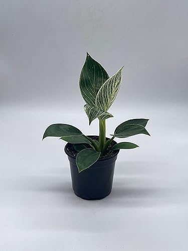 Miniatura 8 de BubbleBlooms Philodendron Birkin en una olla de 4 pulgadas ola blanca, cola de sirena