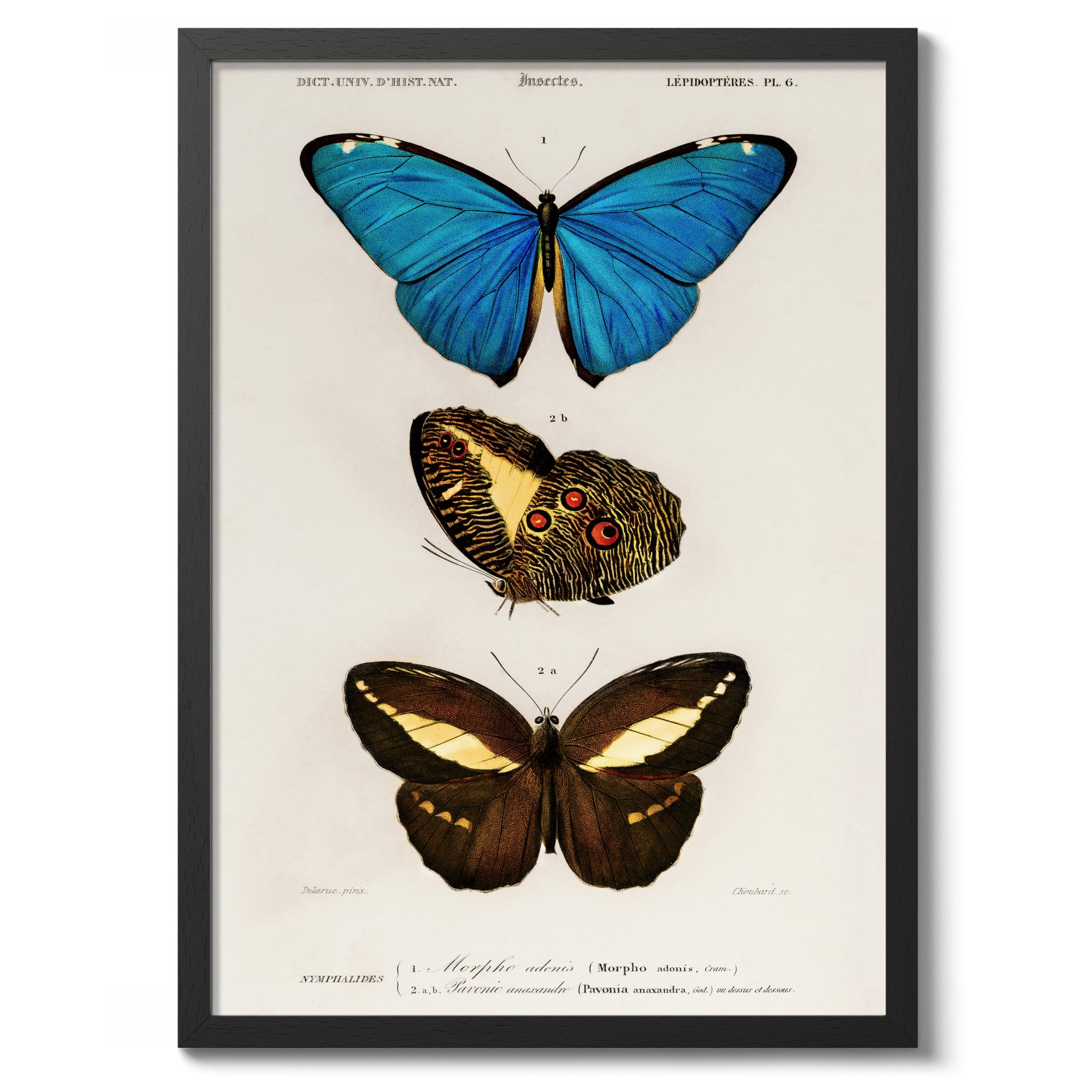 Butterflies, Blue Charles Dessalines D'Orbigny Poster, Vintage Botanical Prints, Encyclopedia Retro Wall Art Home Decor, Archival Matte, A5 (Black Frame) - 21x14.8cm โ image 1