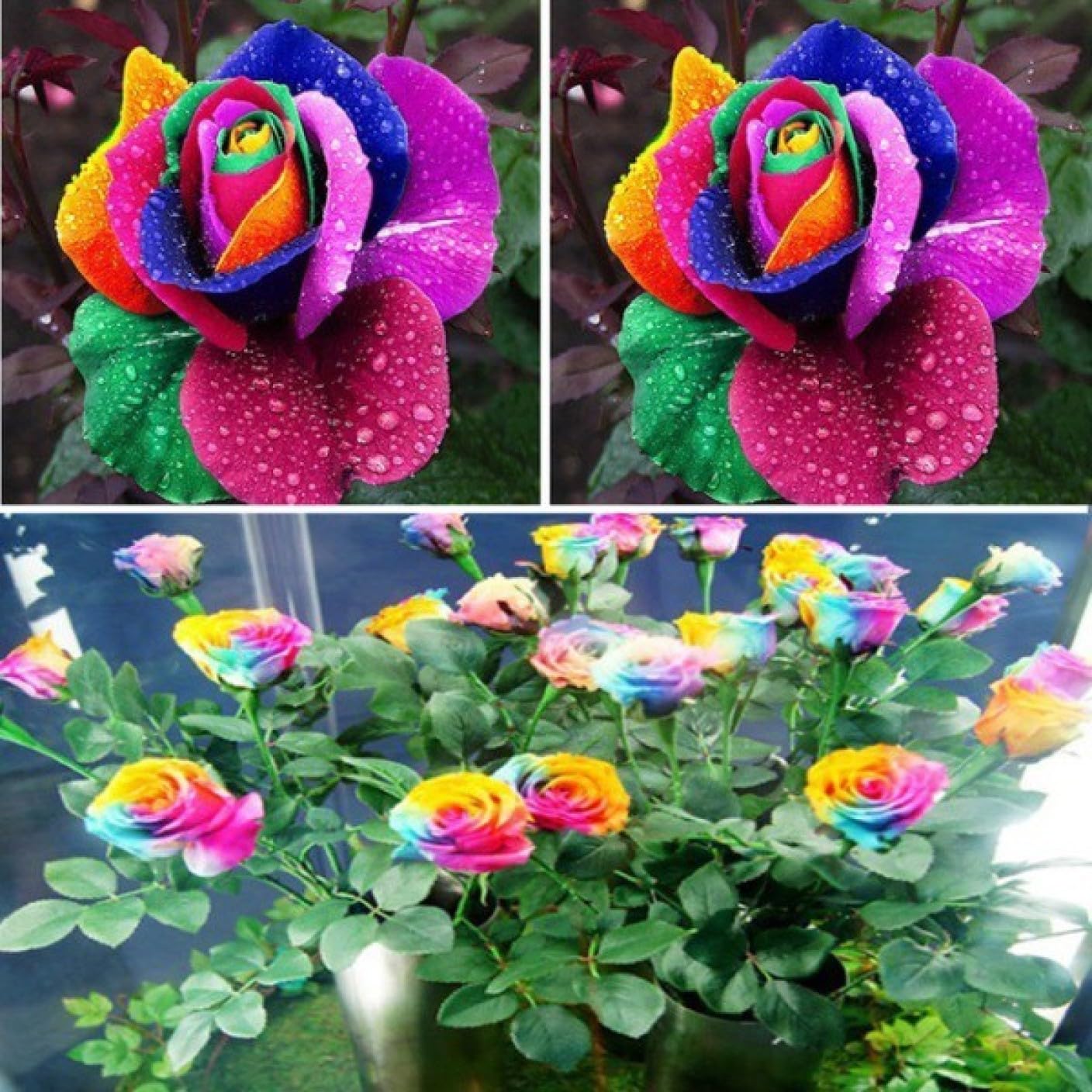 Mphmi Live Plant Nursery NCR Rainbow Flowering Plants (Plant Height 4 inches, Pack of 1 Rainbow Flowering Plant) (B0C4GZPWZQ) Amazon Price History, Amazon Price Tracker