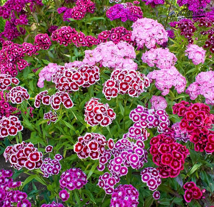 Amazon.com : Sweet William Mix - Dianthus Barbatus - 10,000