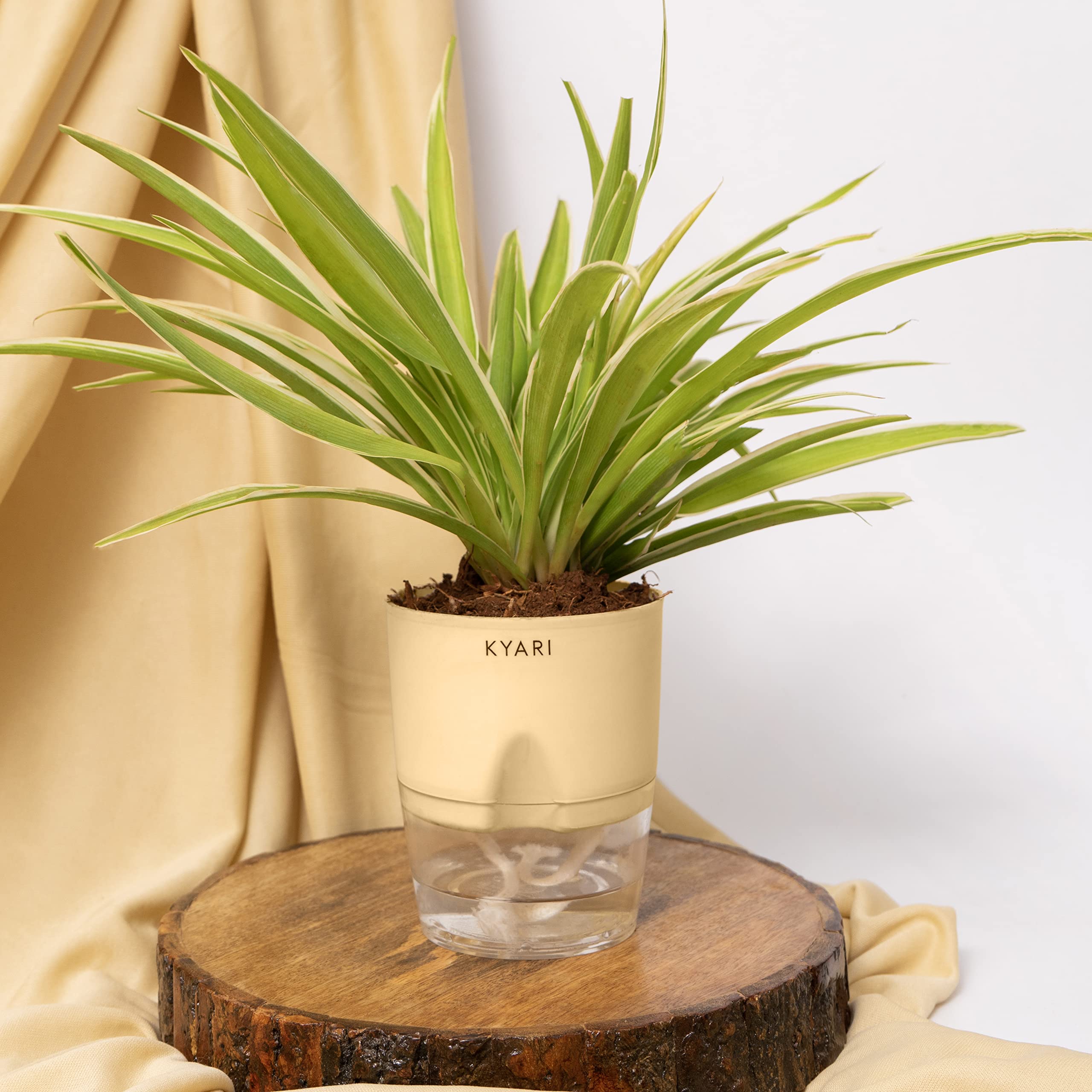 KYARISpider Plant live indoor plant with Cream Self Watering Pot - Small 4 Inch