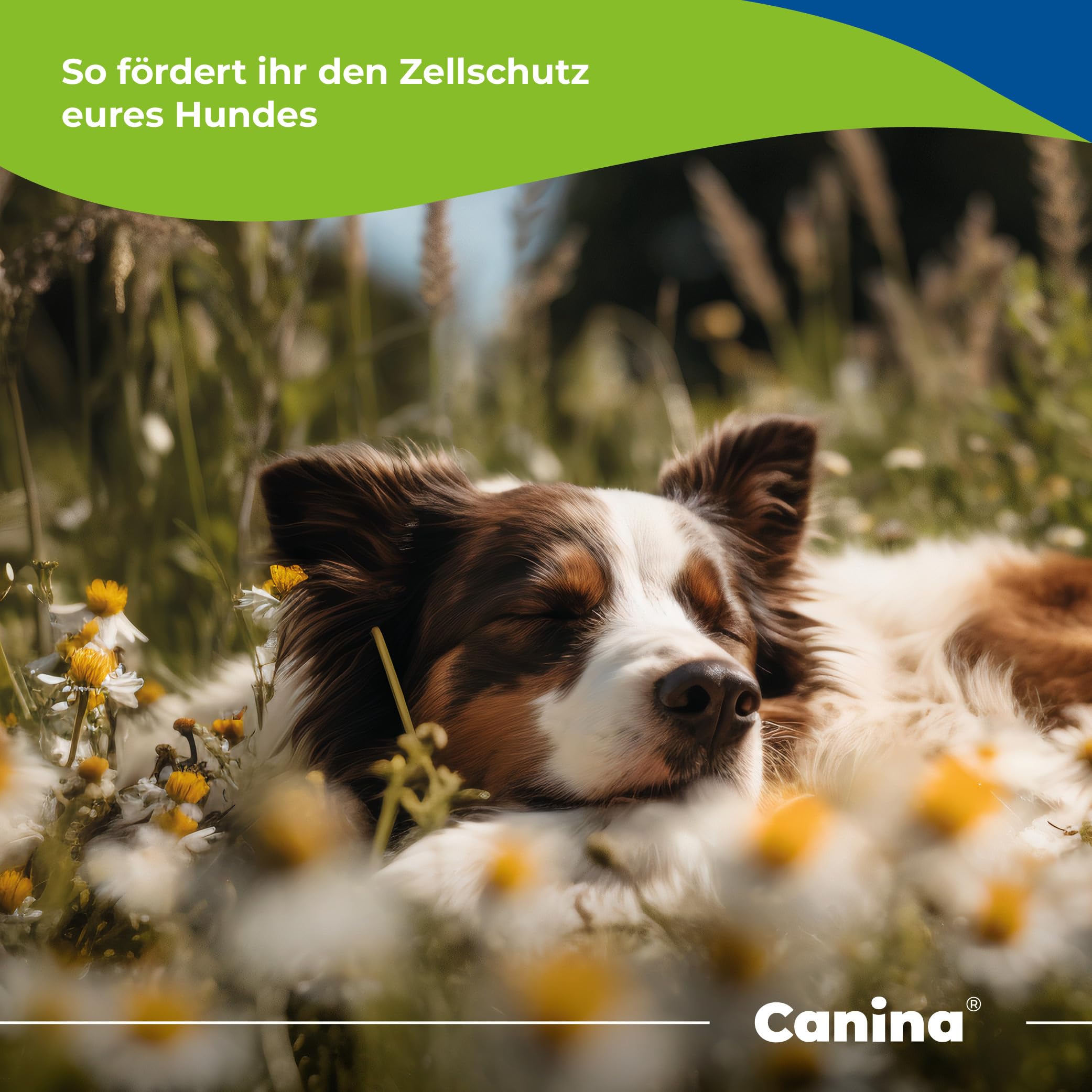 Canina Canizeck Plus Comprimés 270 g
