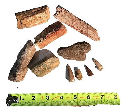 Miniatura 3 de Hueso de dinosaurio fósil genuino y diente de dinosaurio de espinosaurio fósil genuino de DINOSAURS ROCK