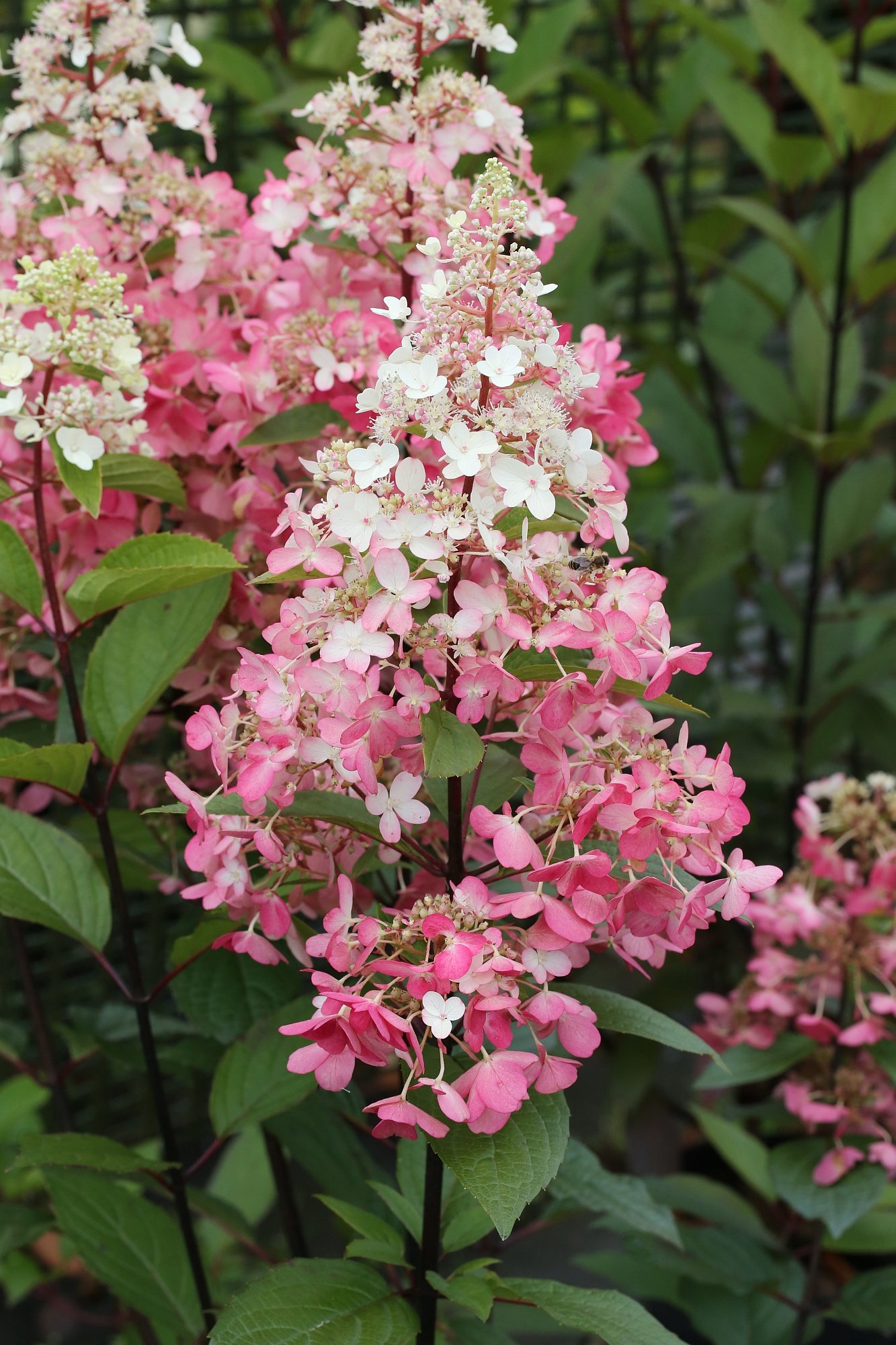 Hydrangea paniculata 'Wim's Red' Hochstamm, Rispenhortensie, Blüten weiß bis bordeauxrot, winterhart, 170–180 cm, für Garten & Balkon