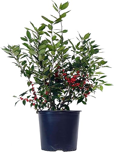Miniatura 5 de Ganadores probados - Ilex verticillata Little Goblin Red (Winterberry), fruta roja XL, #2 - Contenedor de tamaño