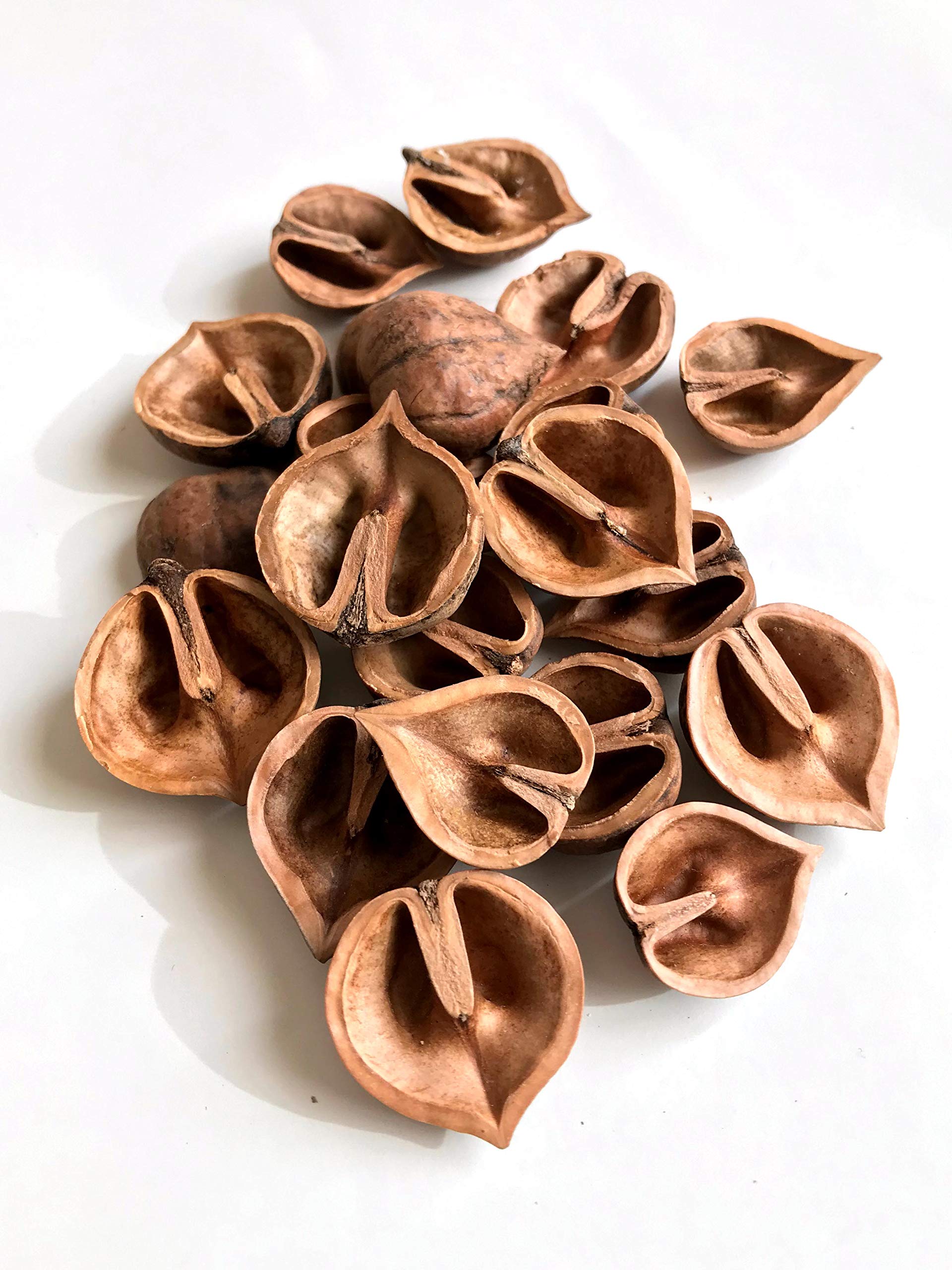 姫クルミ 174969-1.jpg