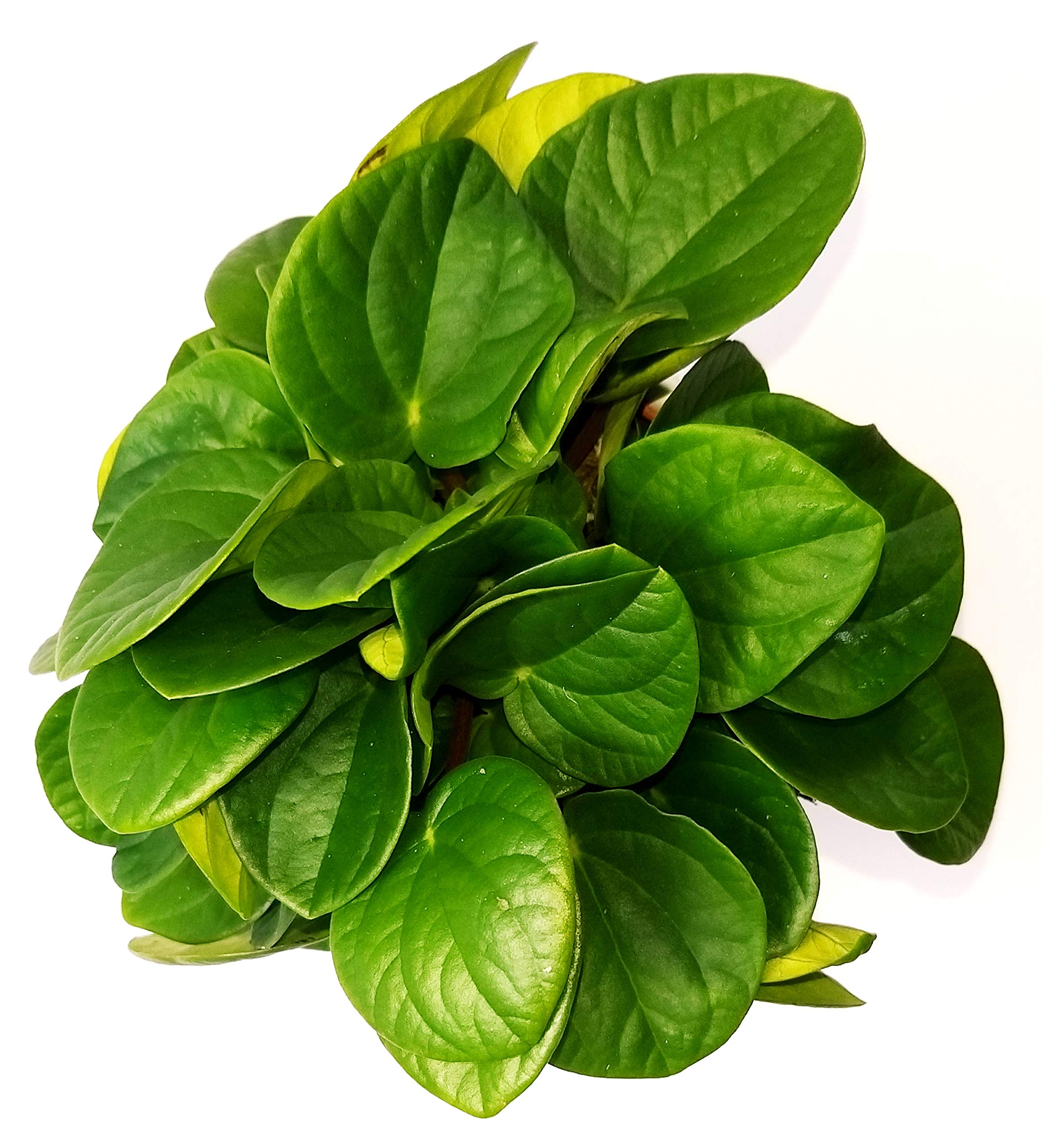 Powers To Flowers - Peperomia Piccolo Banda In Vaso Ceramica Bianco Con Spatolatura In Rilievo Pianta Vera