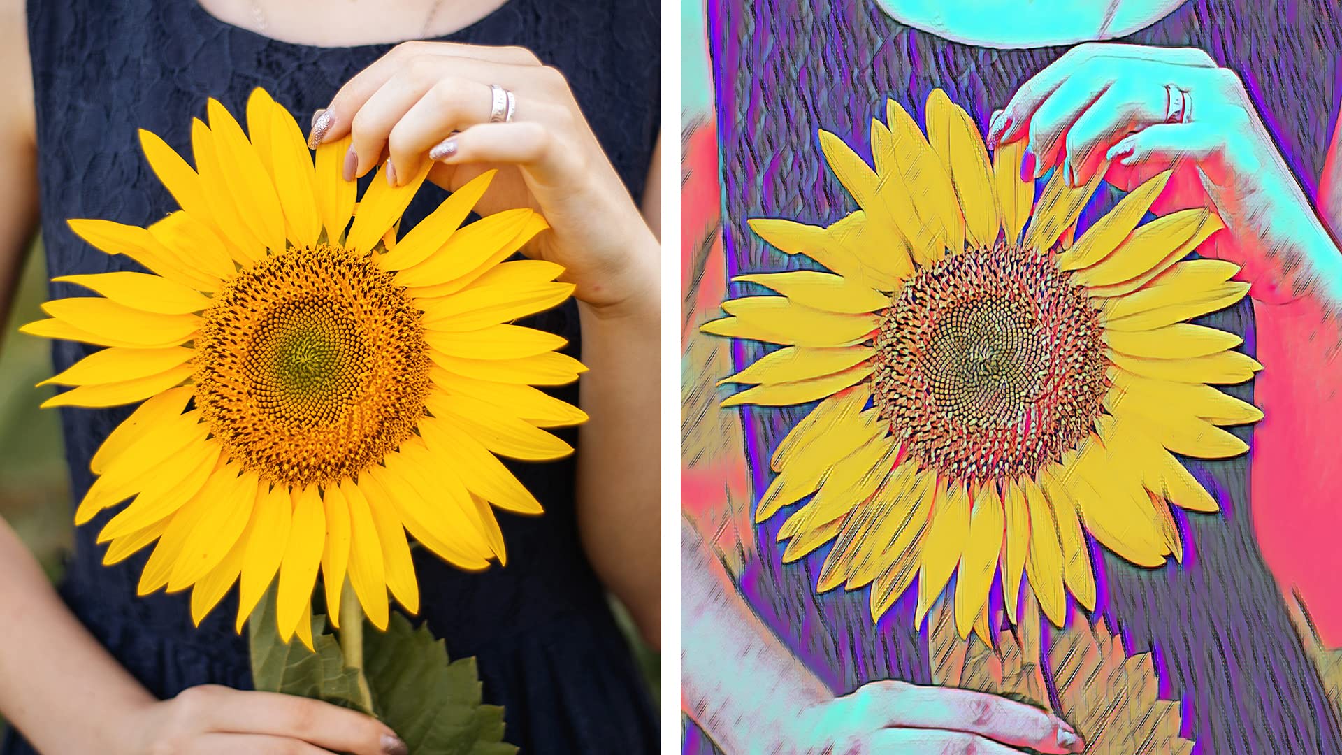 Adobe Photoshop & Premiere Elements 2022 Studenten und Schüler