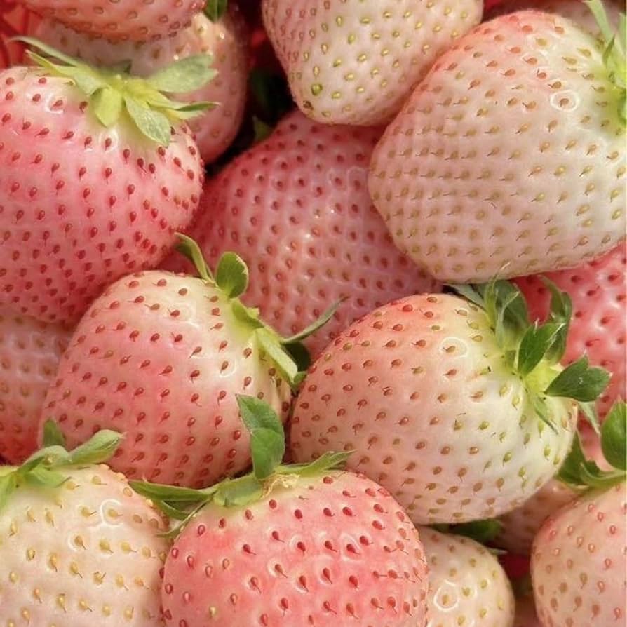 新品未開封128 STATE / STRAWBERRY STATION 128 State | Strawberry Station