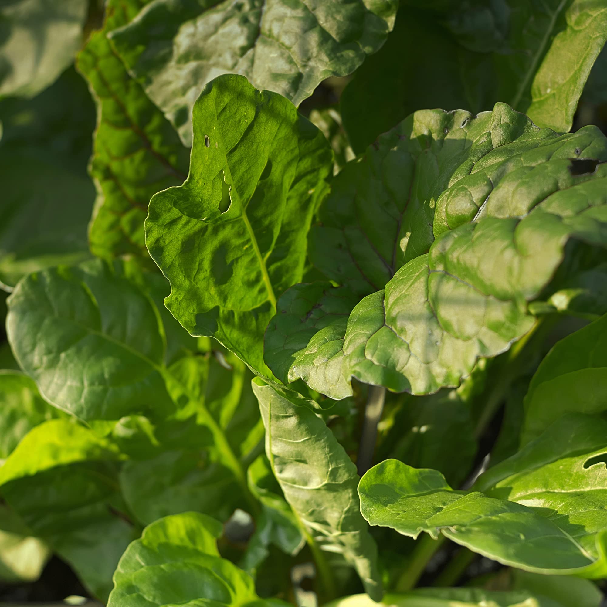 Graines D'épinard Perpétuel 'Erbette' Bio - Beta Vulgaris, Env. 50 Graines, Reproductibles, Magic Garden Seeds