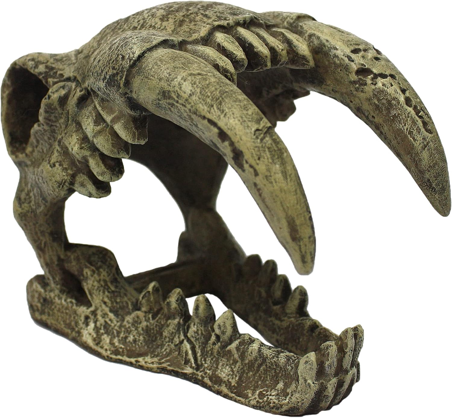 Komodo Larger Saber Tooth Skull
