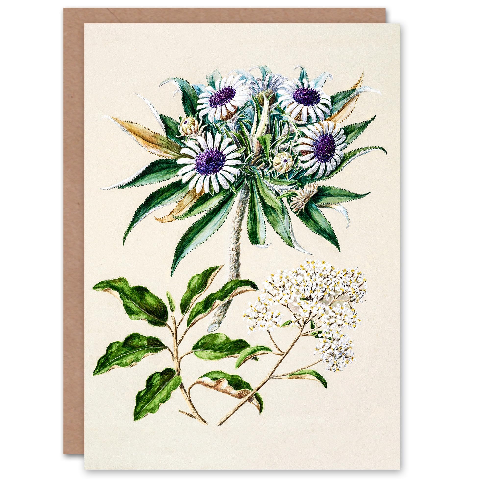 Artery8 Sarah Featon Art Card New Zealand Teteaweka Plant Flowers