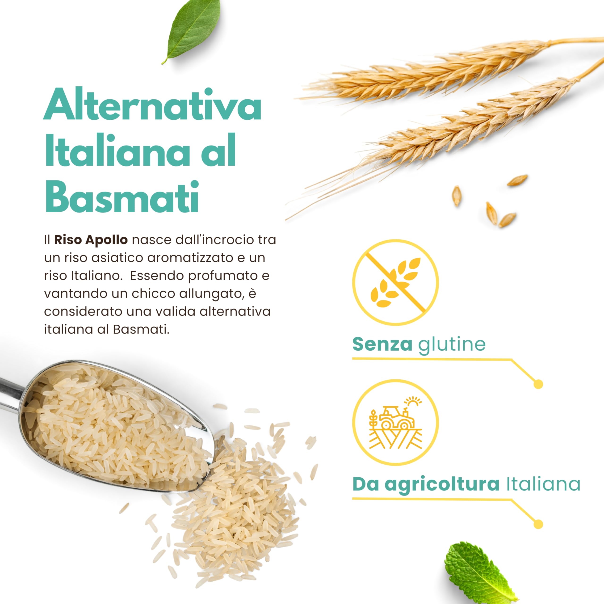 Riso Apollo Aromatico Italiano 2 kg (2x1 kg) – Alternativa Italiana al Basmati – Chicco Lungo Profumato – Ideale per Poke, Bowl e Meal Prep – Senza Glutine – Coltivato in Piemonte