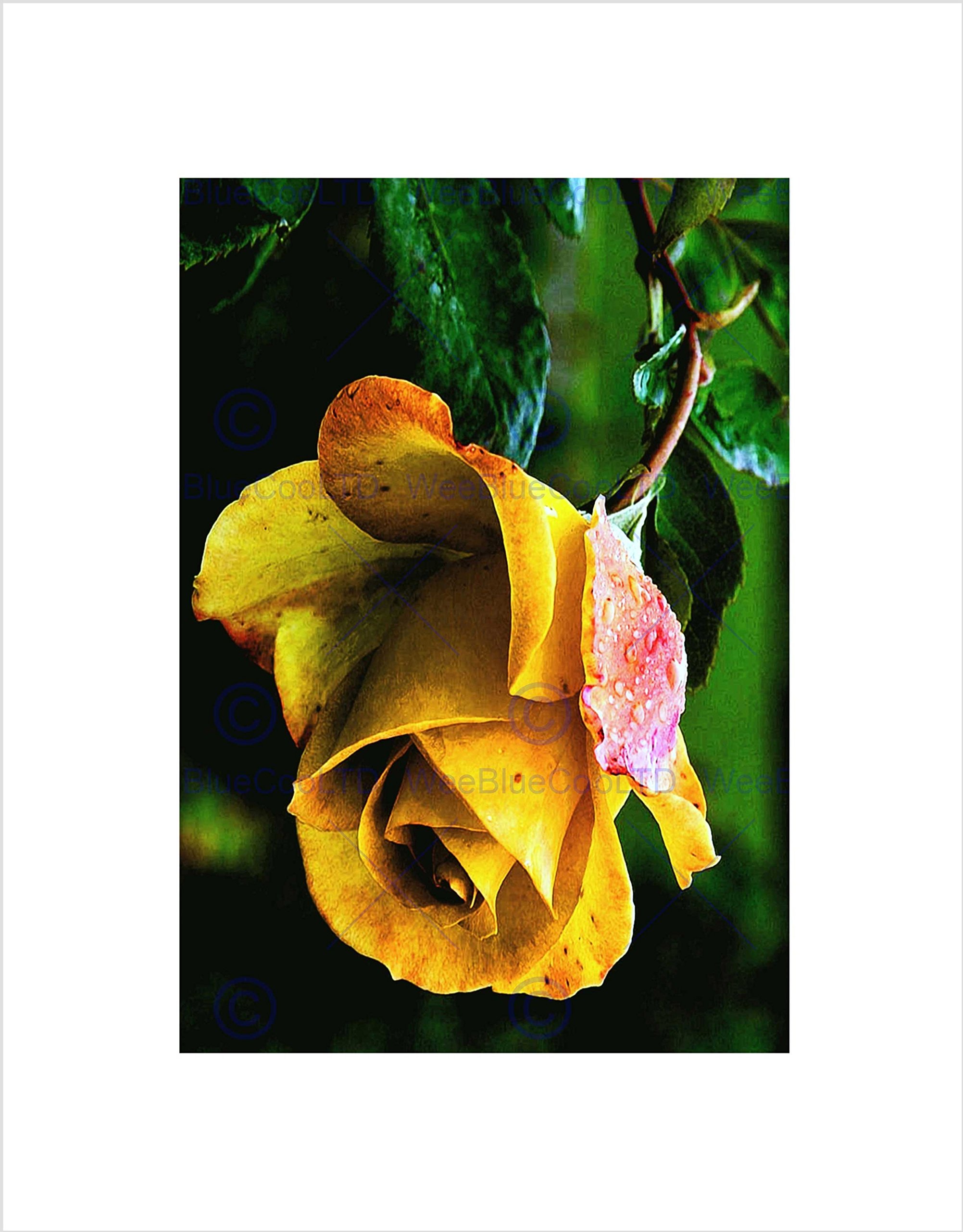 Wee Blue Coo Nature Flower Yellow Rose Petal Plant Green Wall Art Print