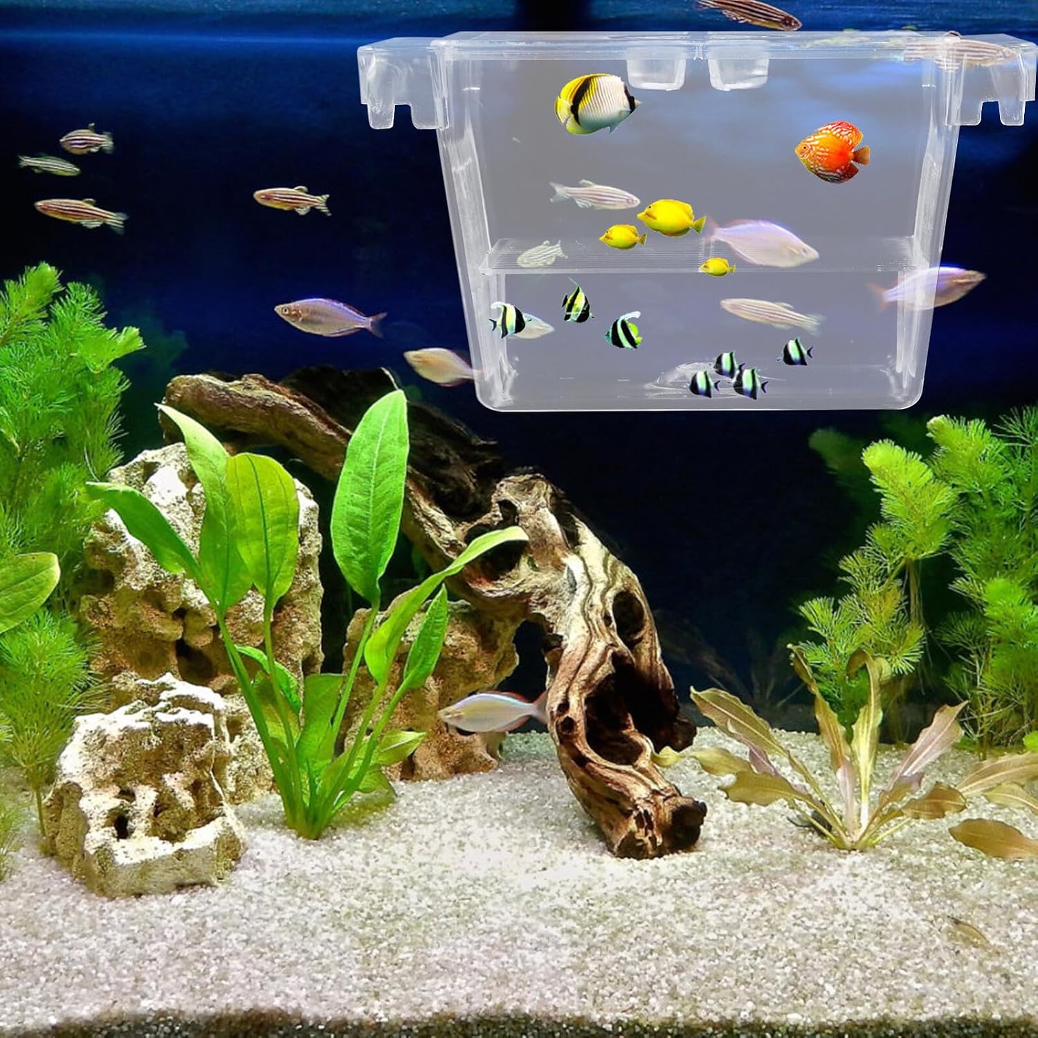 Mipcase Fish Tank Incubator Box with Divider Betta Fish Breeding Isolation Hatchery Mesh Aquarium Overflow Breeding Tank