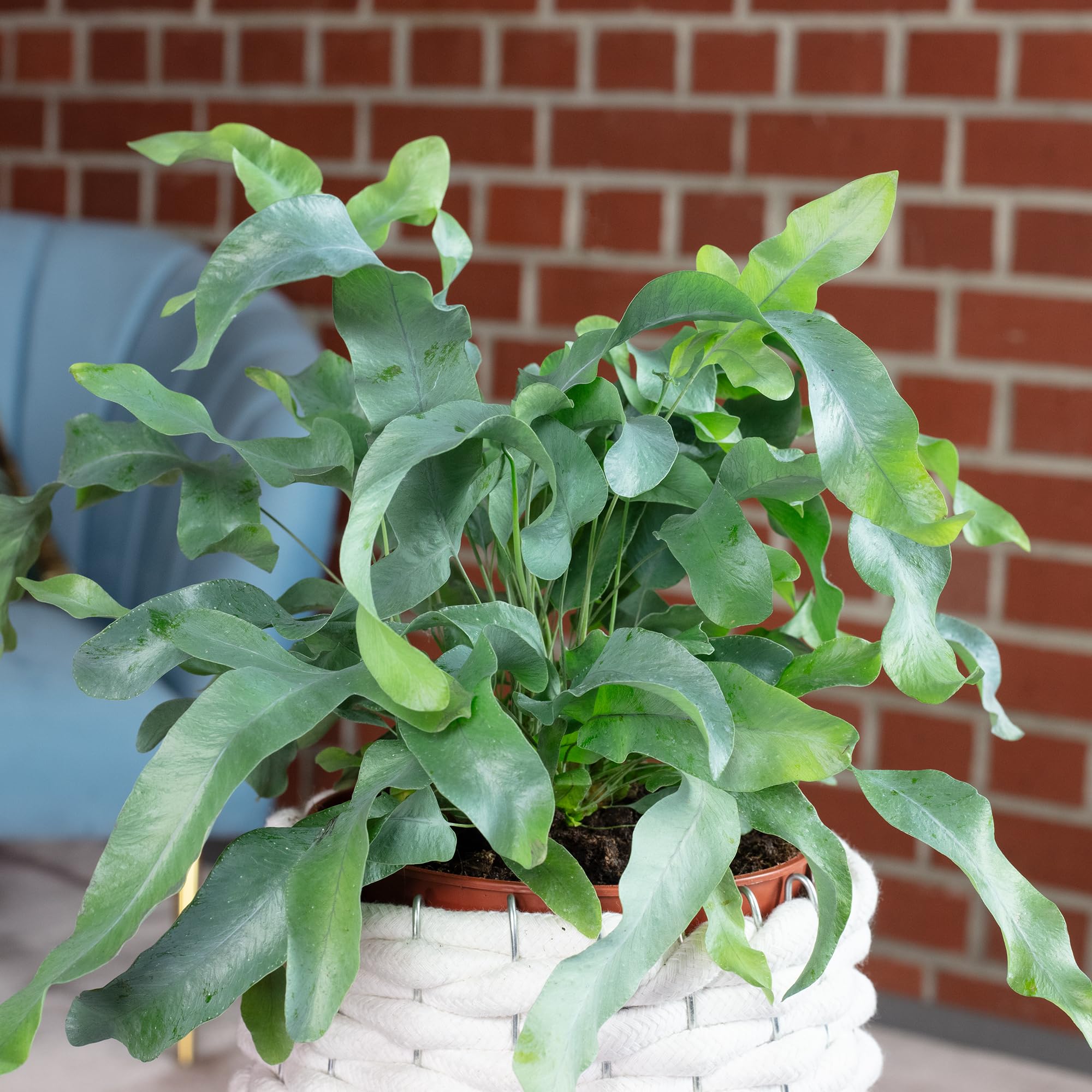 Goldtpfelfarn - pflegeleichte Zimmerpflanze, Phlebodium aureum 'Blue Star'  - Hhe ca. 40 cm, Topf- 14 cm : Amazon.de: Garten